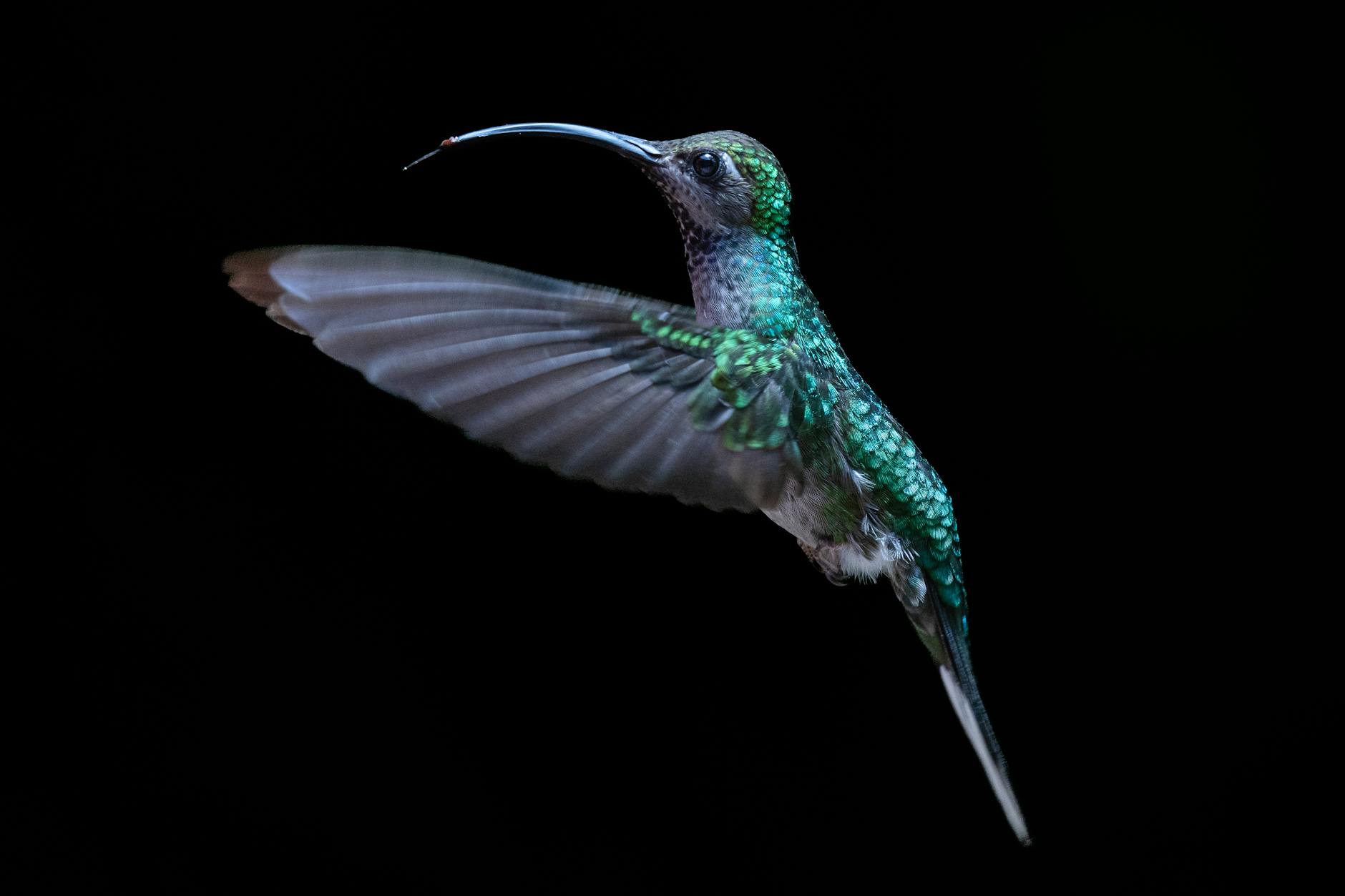 Monteverde Cloud Forest Wonders