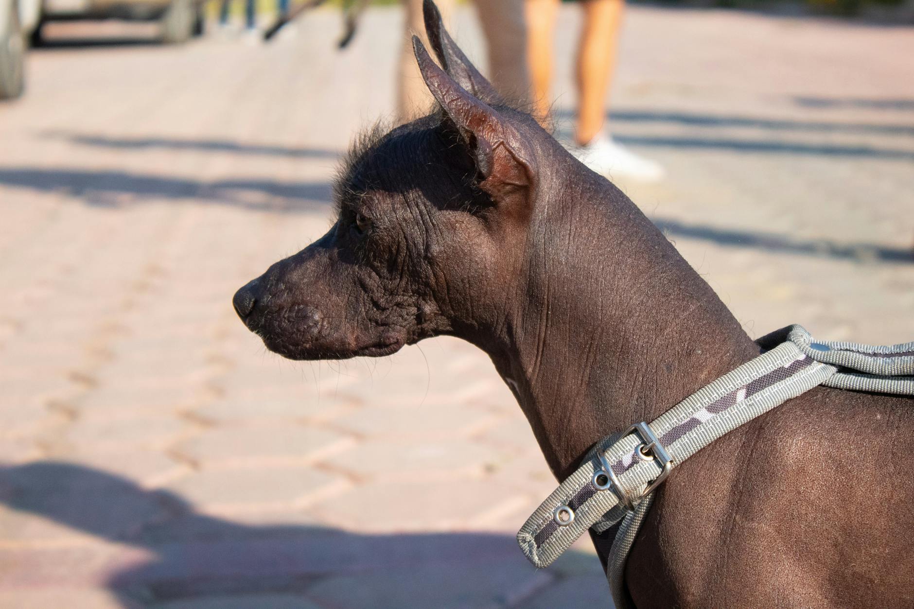 Xoloitzcuintli Dog Breed