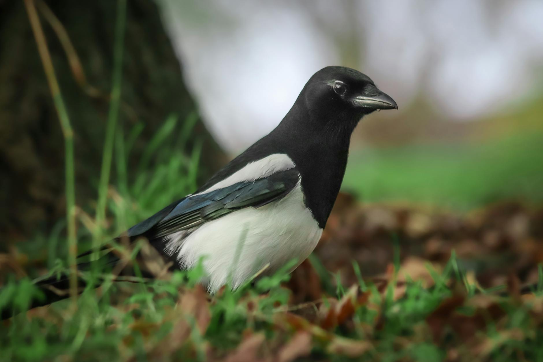 Magpie Animal