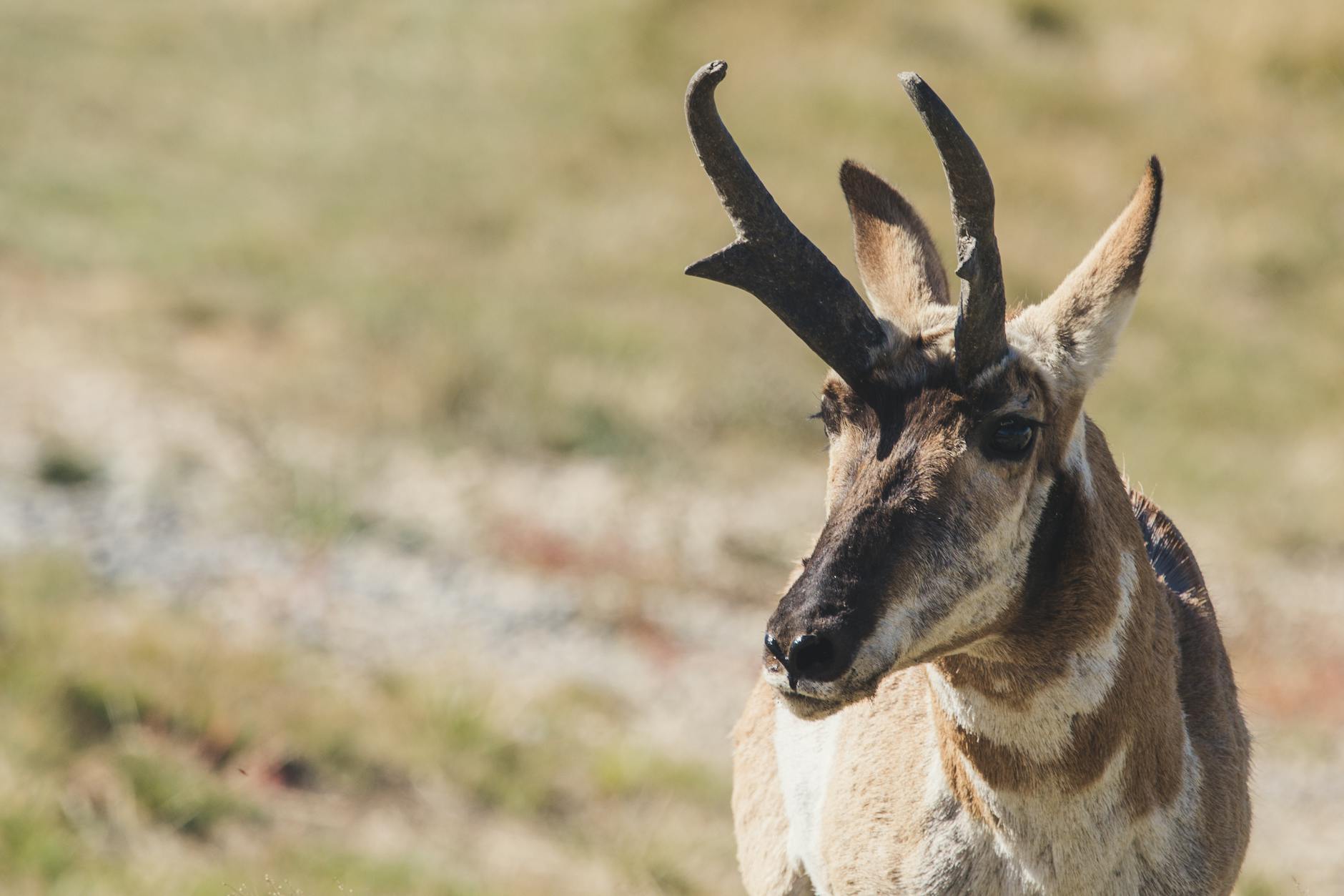 Pronghorn Animals