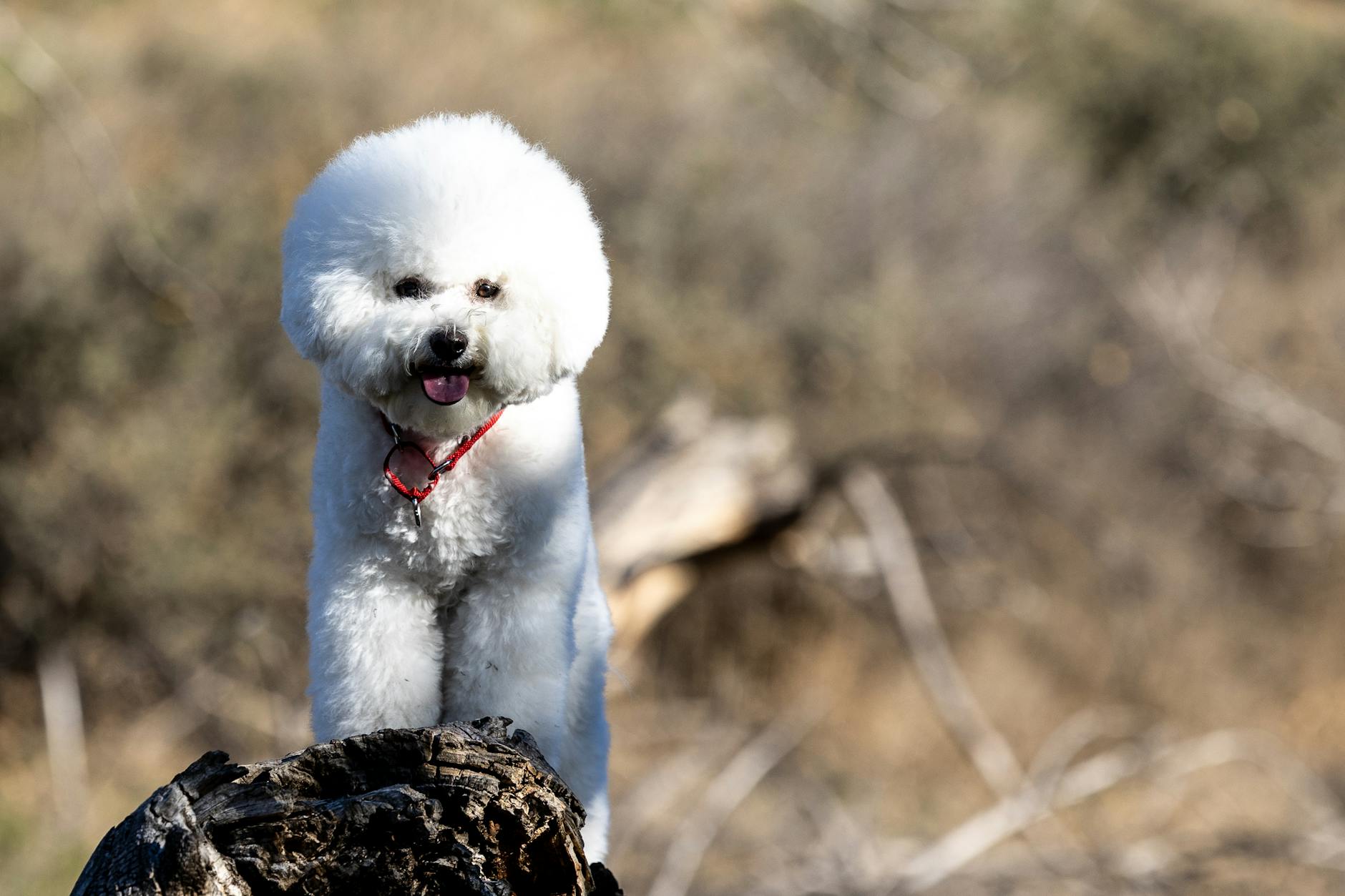 Bichon Frise Dog Breed