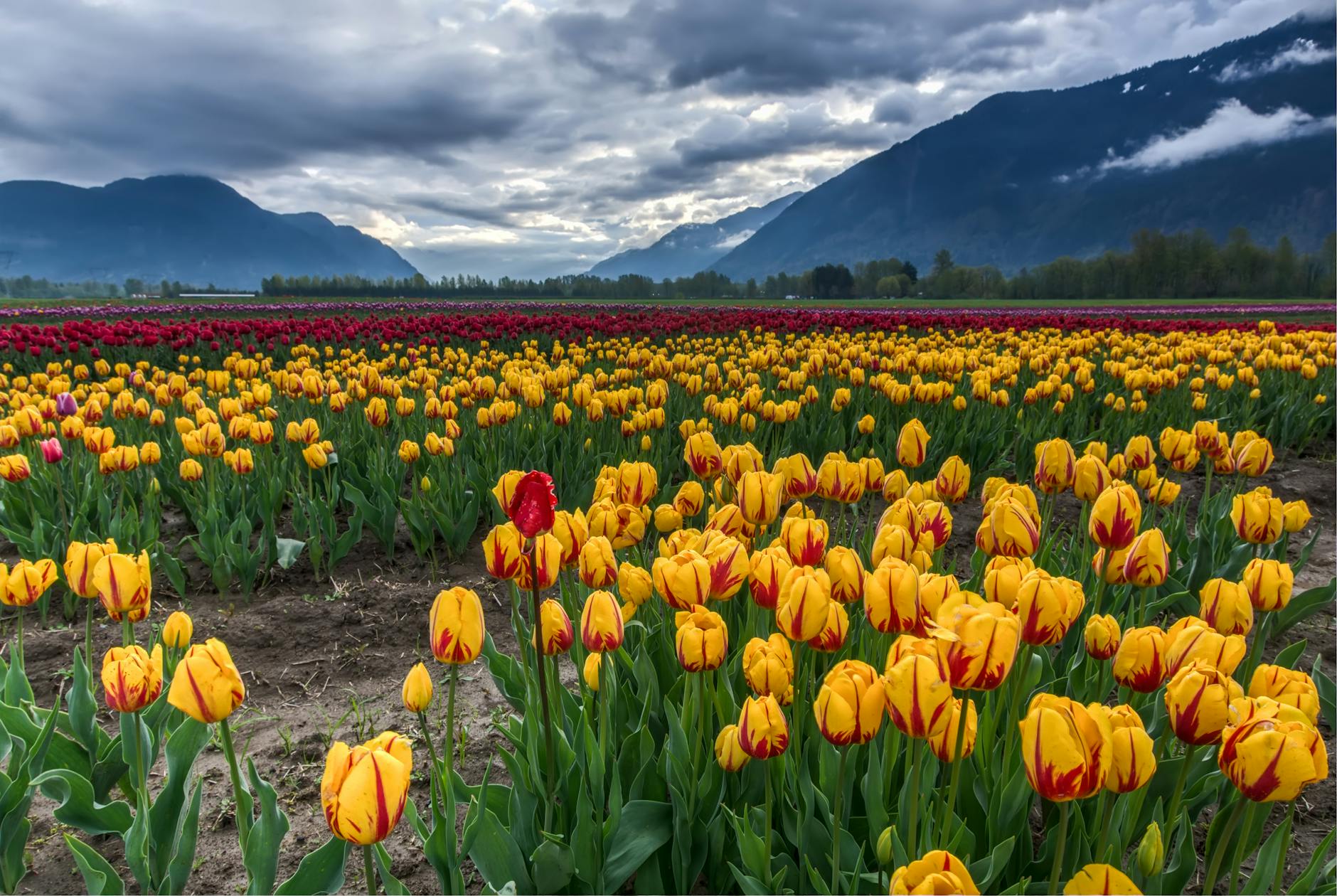 Tulip Fields Location