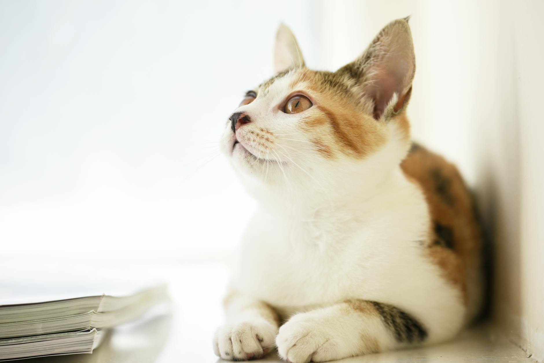 Japanese Bobtail Cat Breed