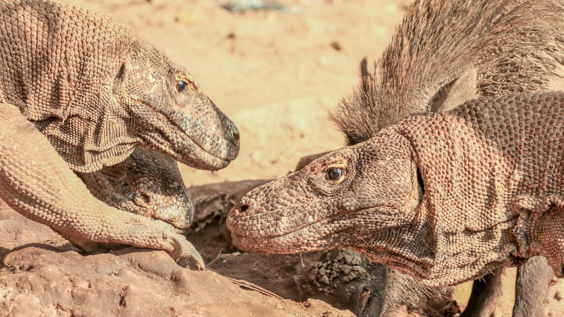 Komodo Dragons