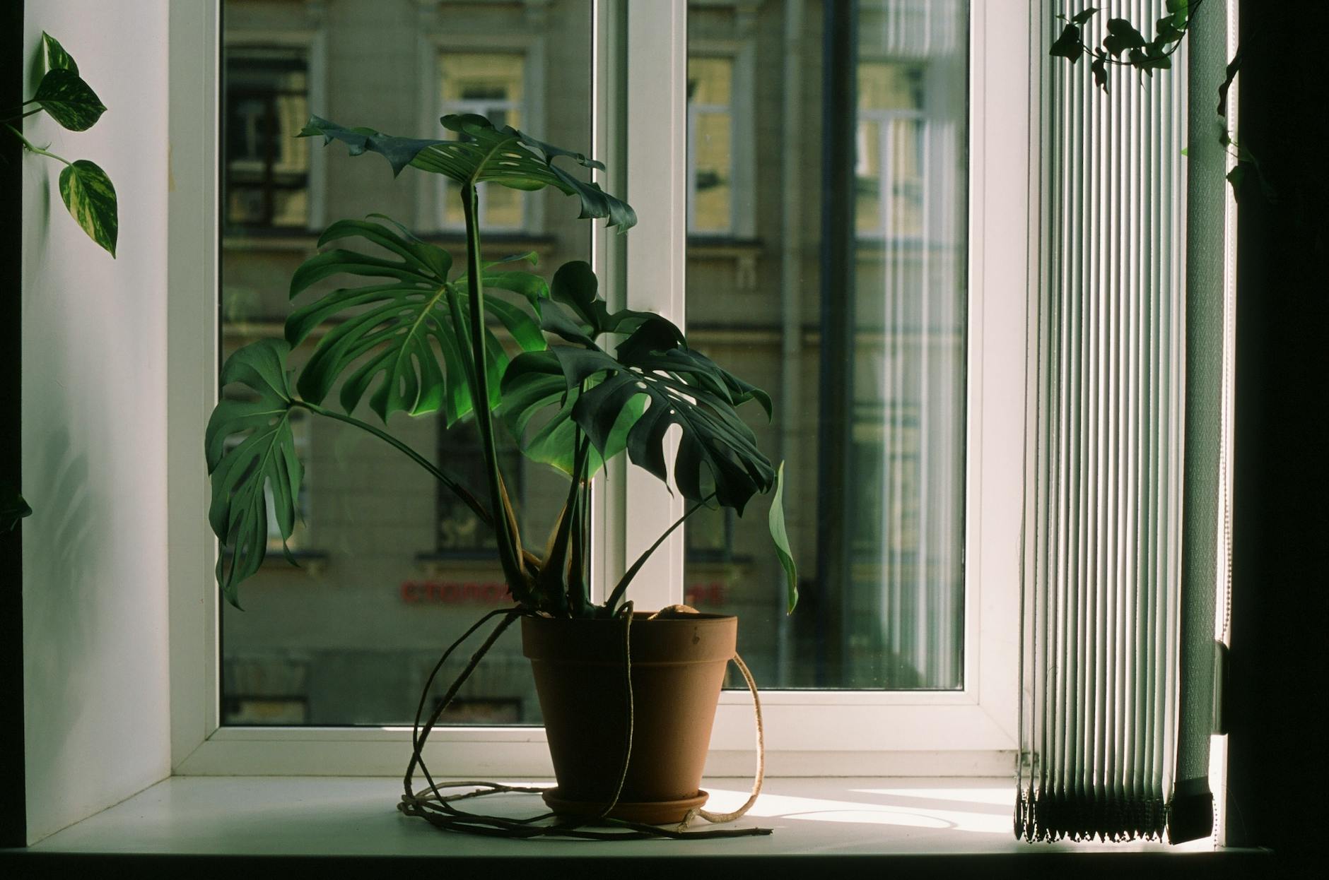 houseplant