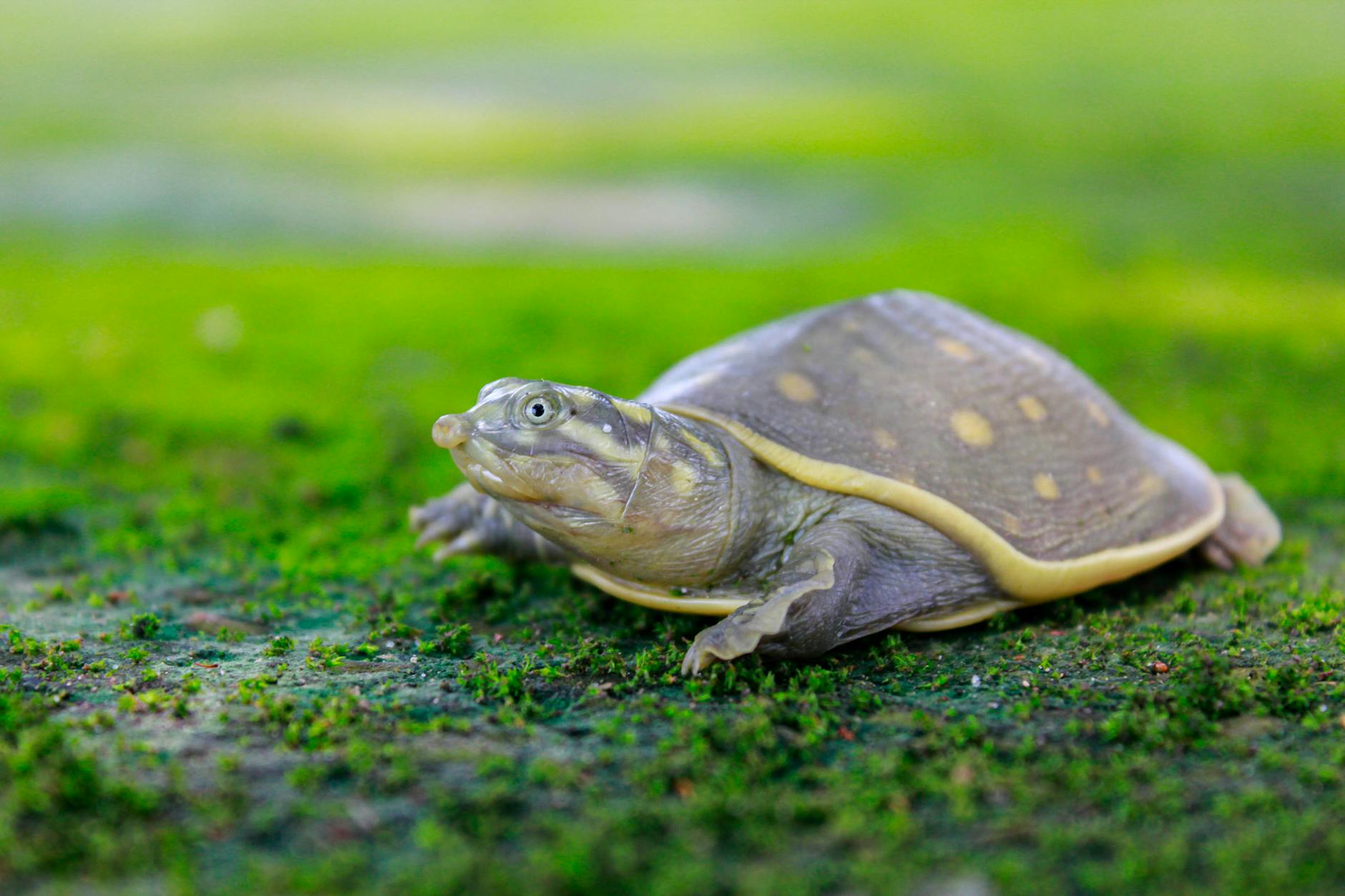 Softshell Turtle Animal