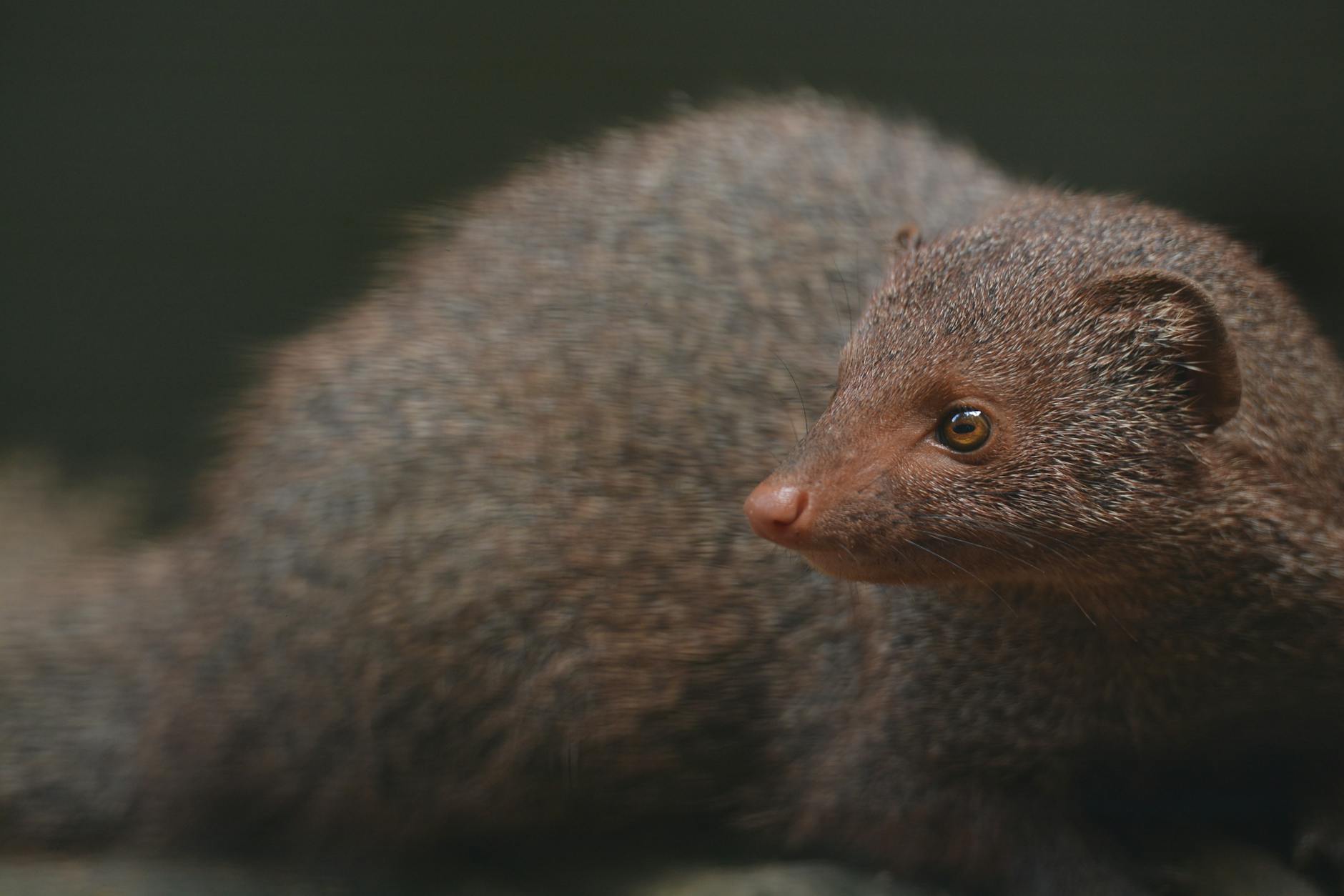 Mongoose Animal