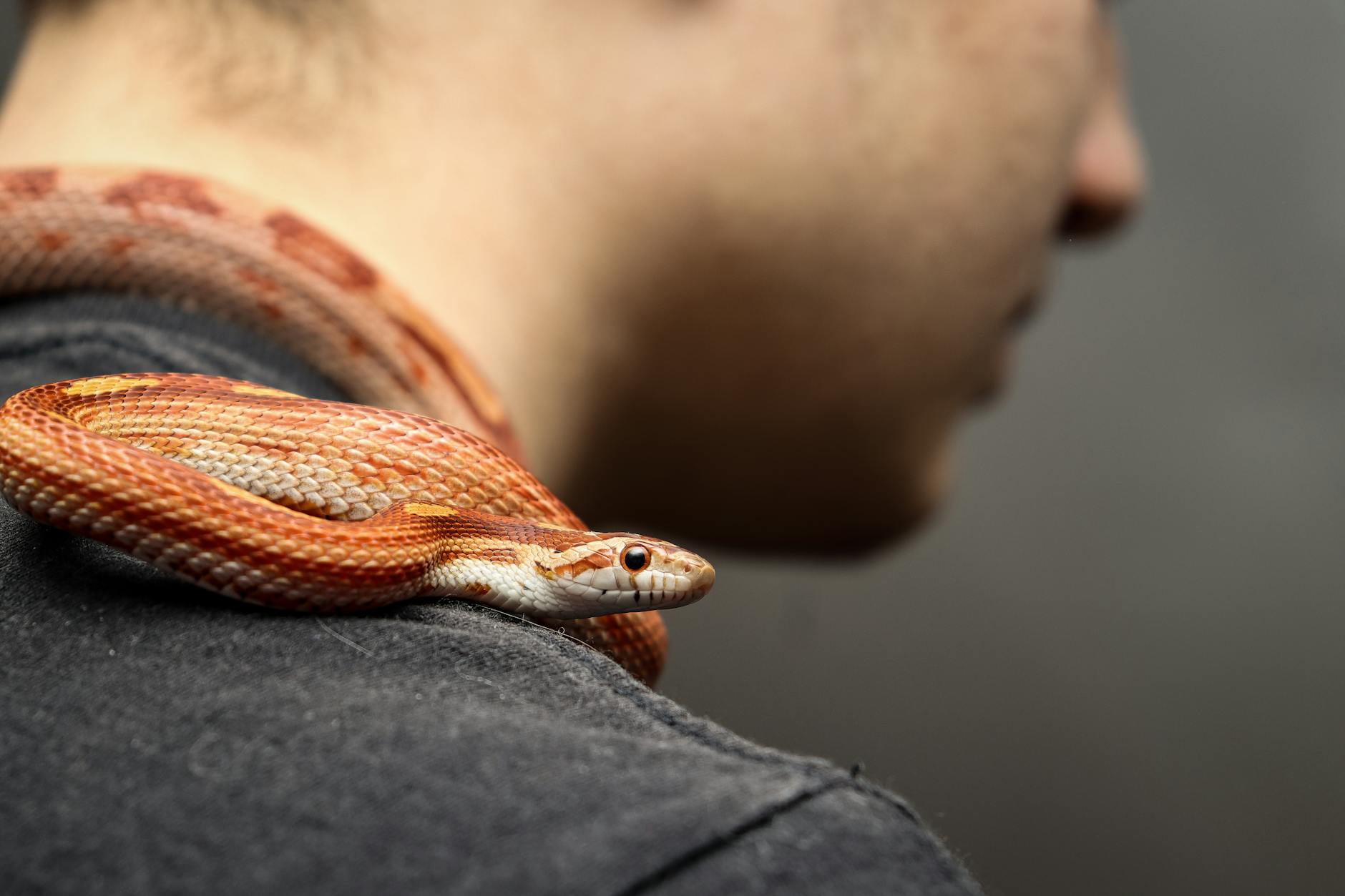 Corn Snake