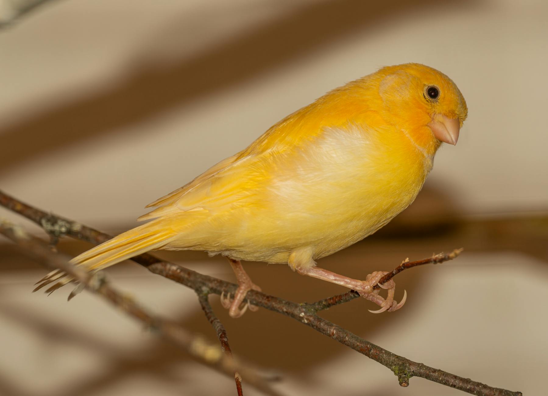 Canary Pets