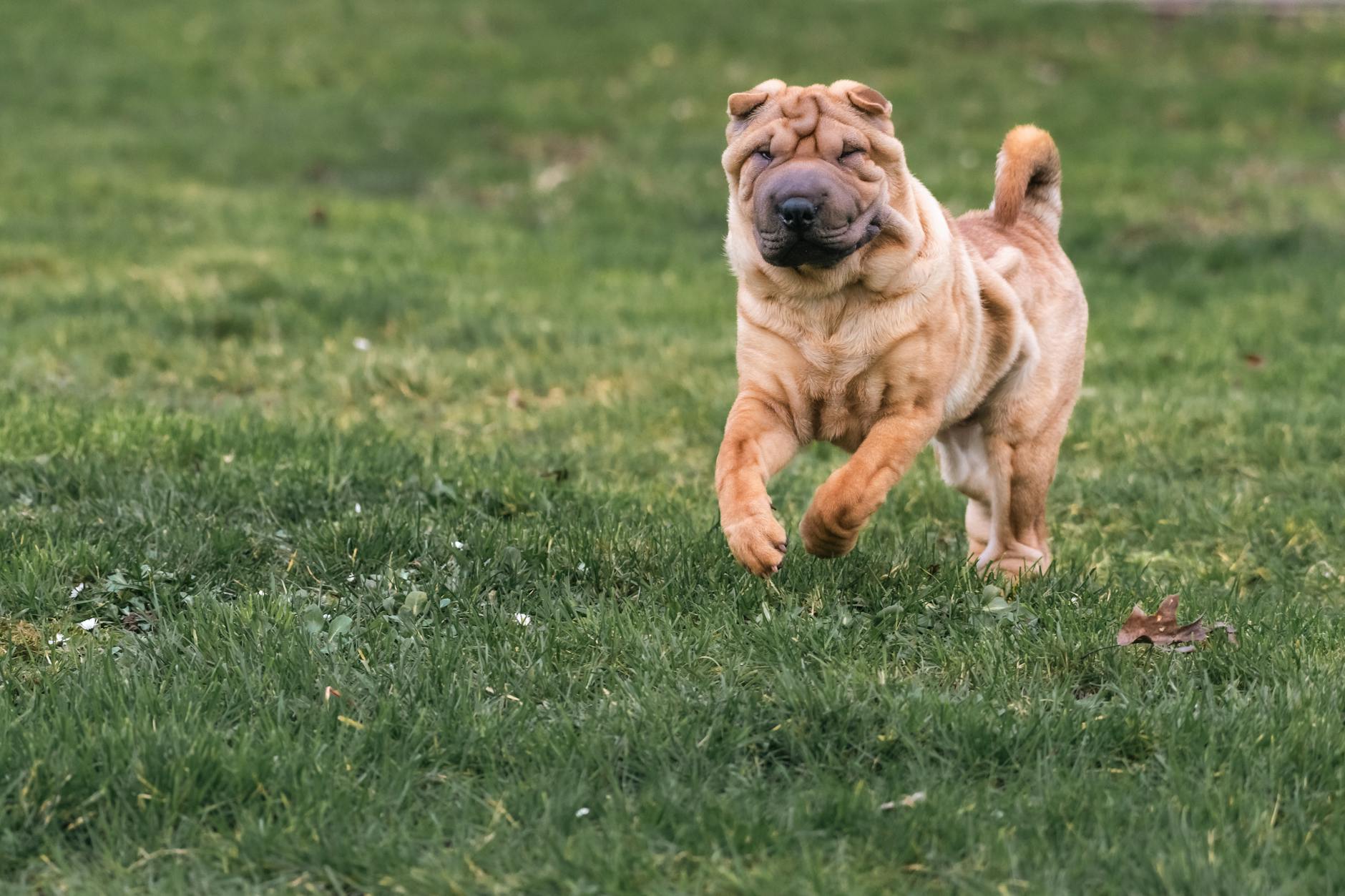 Shar Pei Dog Breed