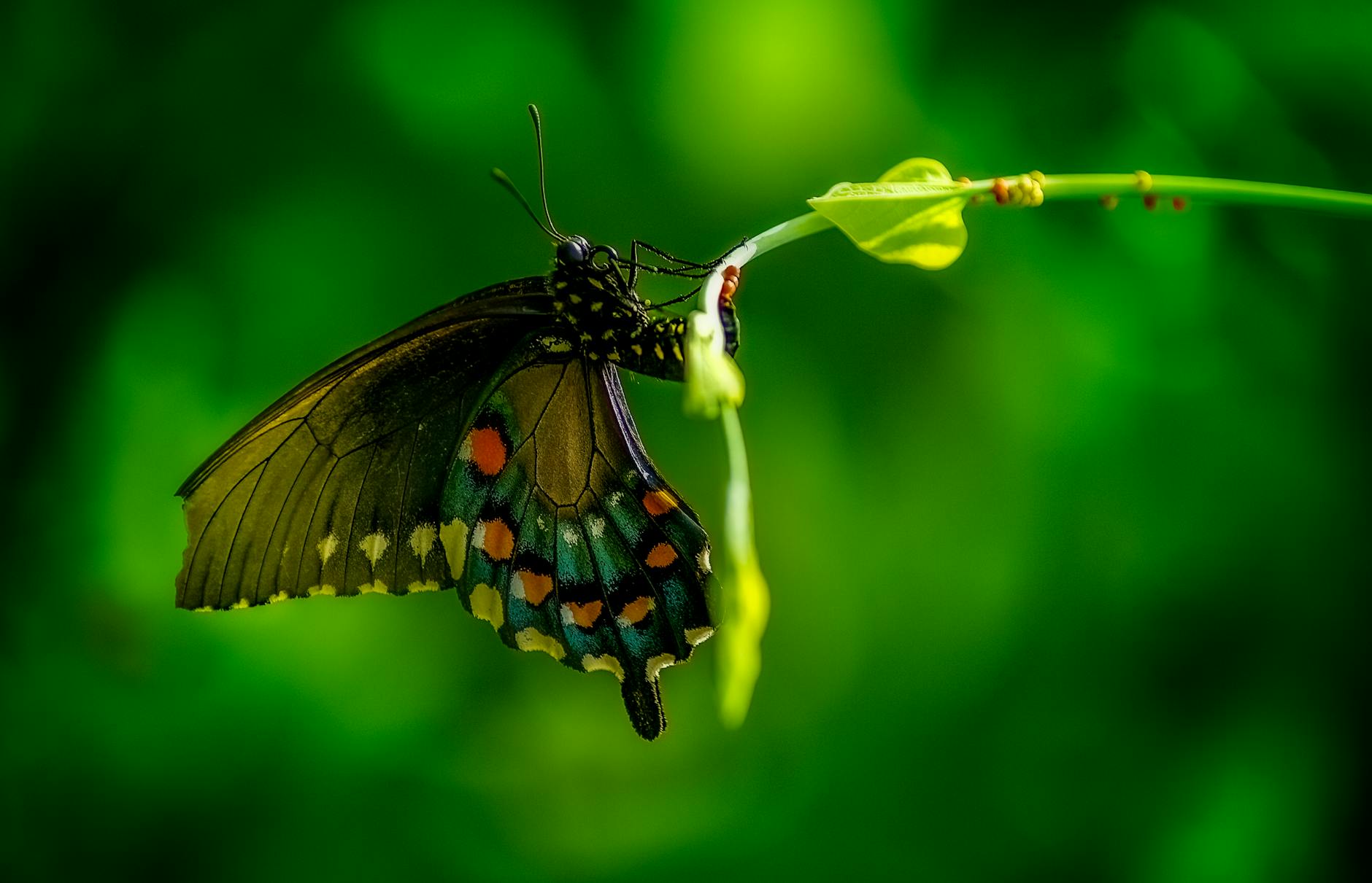 Pipevine Swallowtail Animal