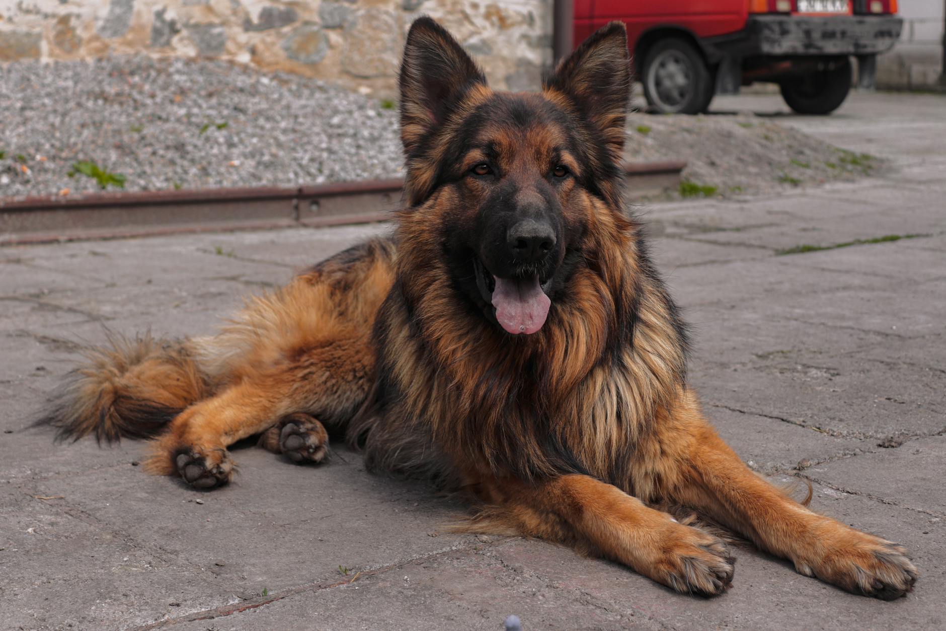 German Shepherd Dog Breed