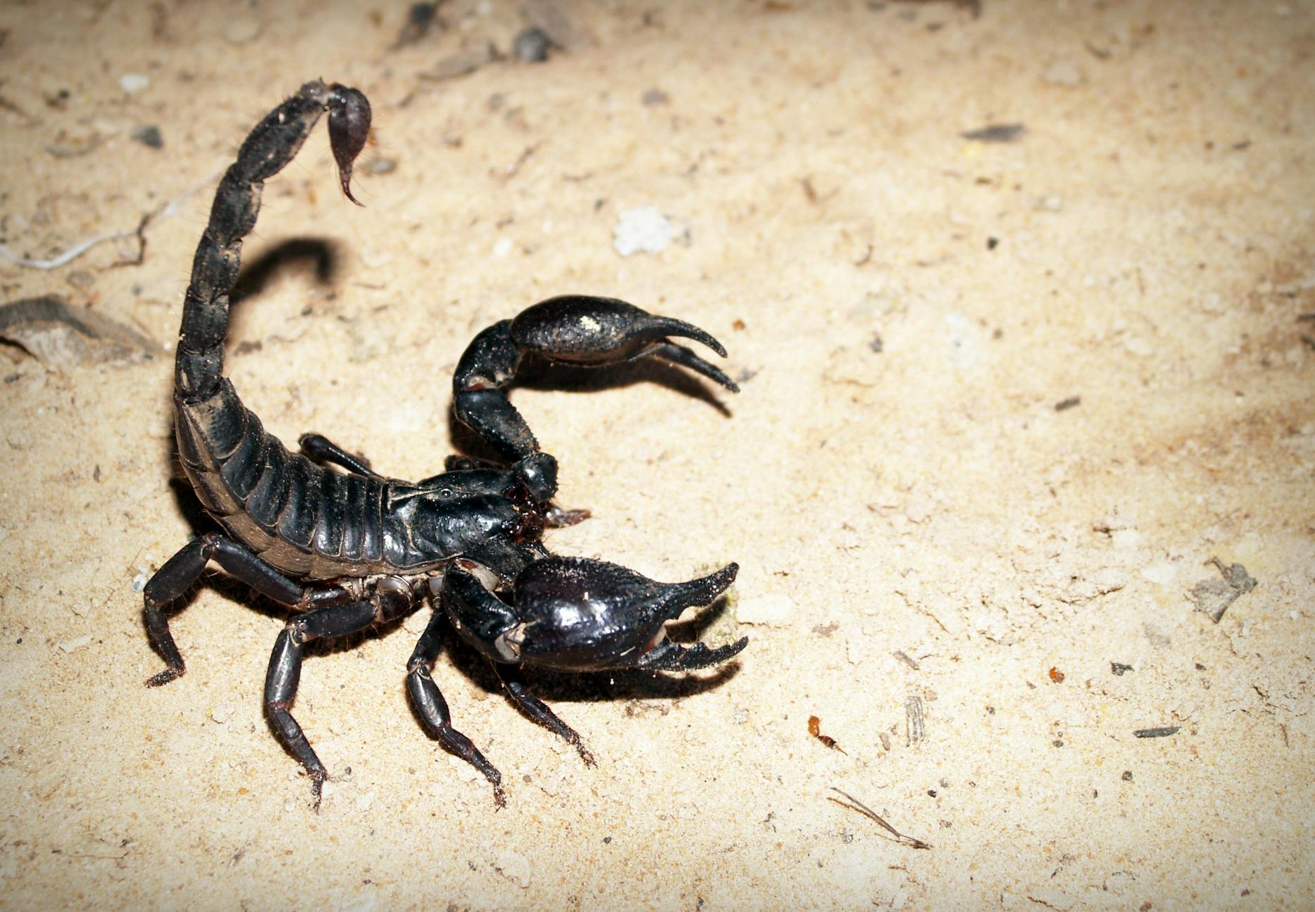 Deathstalker Scorpion Animal