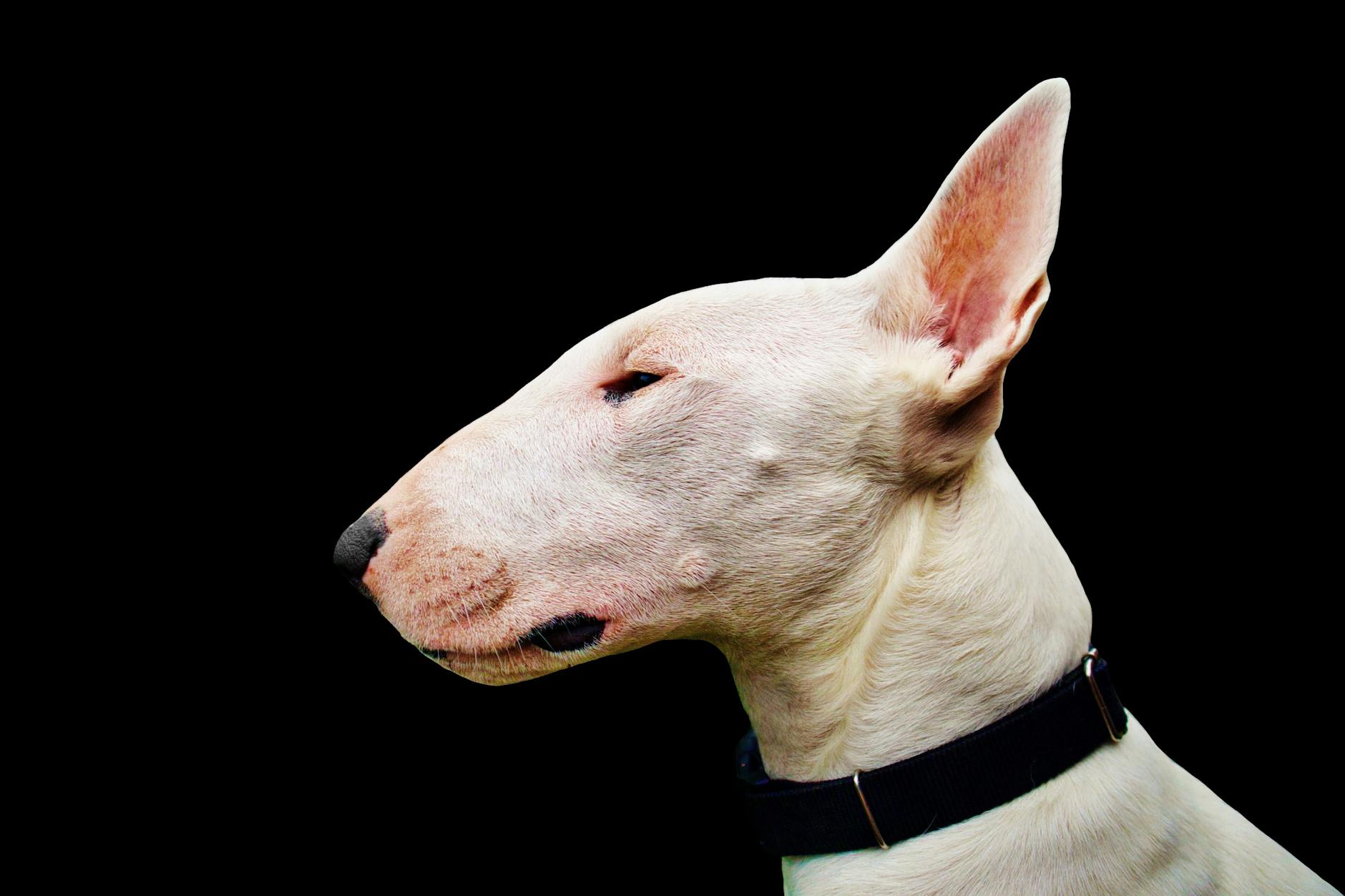 Bull Terrier Dog Breed