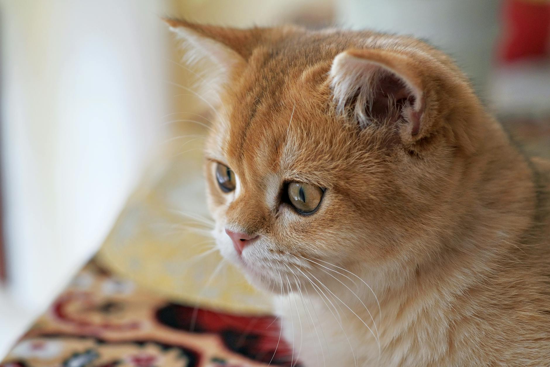 Exotic Shorthair Cat Breed