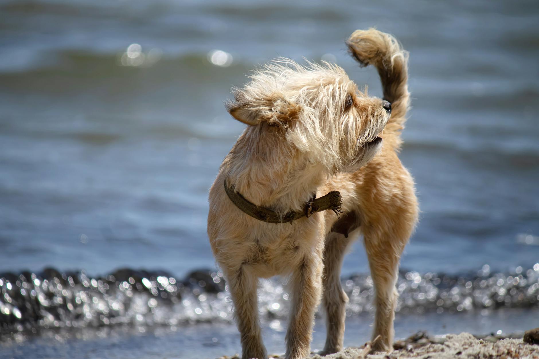 Cairn Terrier Dog Breed