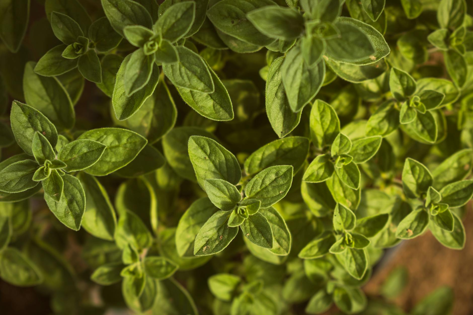 Marjoram Essential Oil