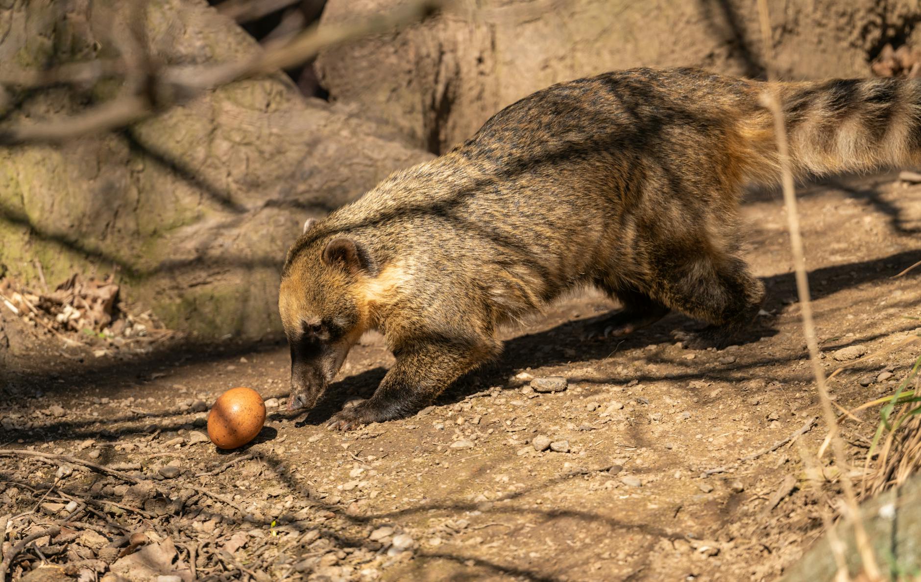 Coatimundi Animal