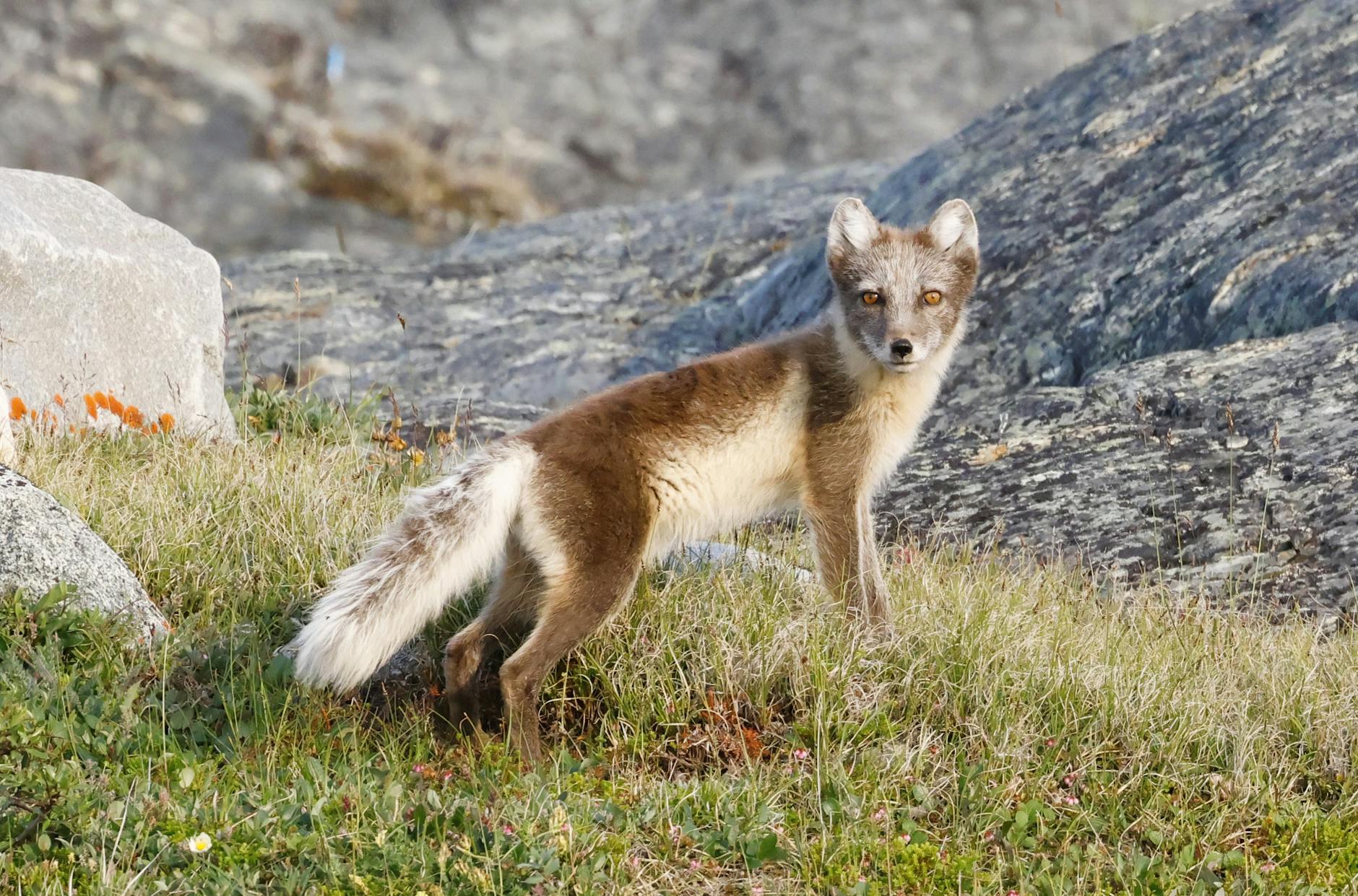 Arctic Fox