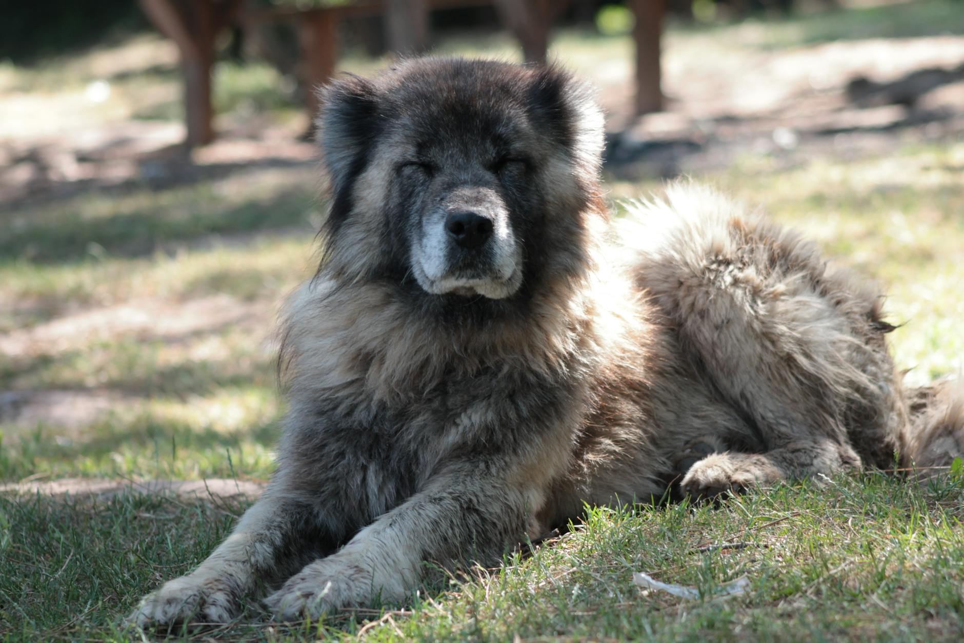 Caucasian Shepherd Dog Breed