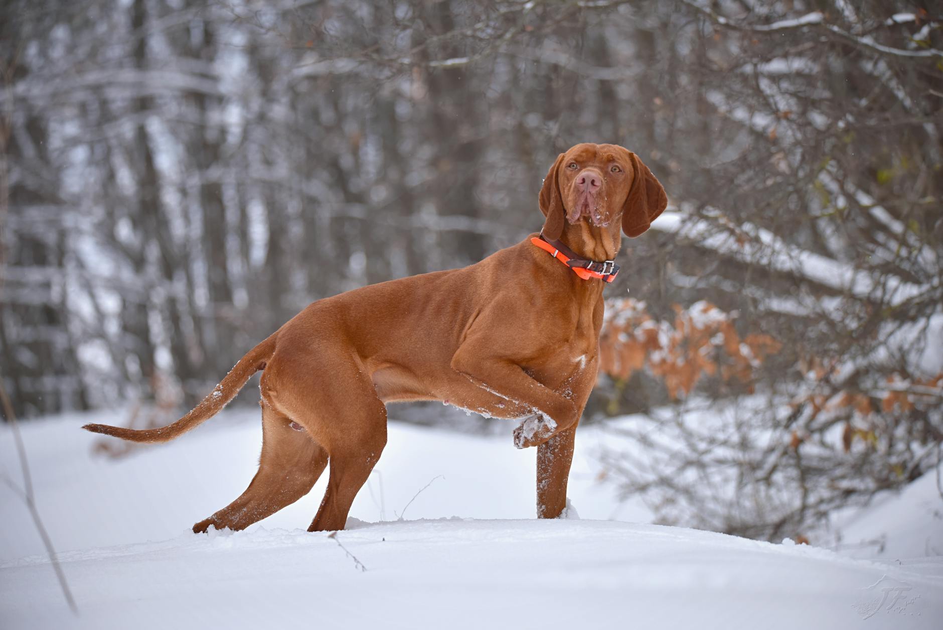 Vizsla Dog