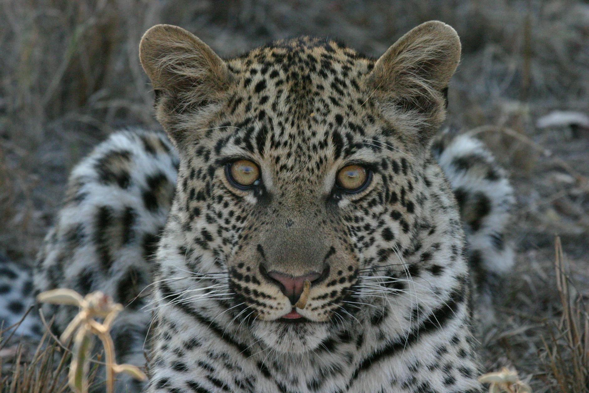 Leopard Animals