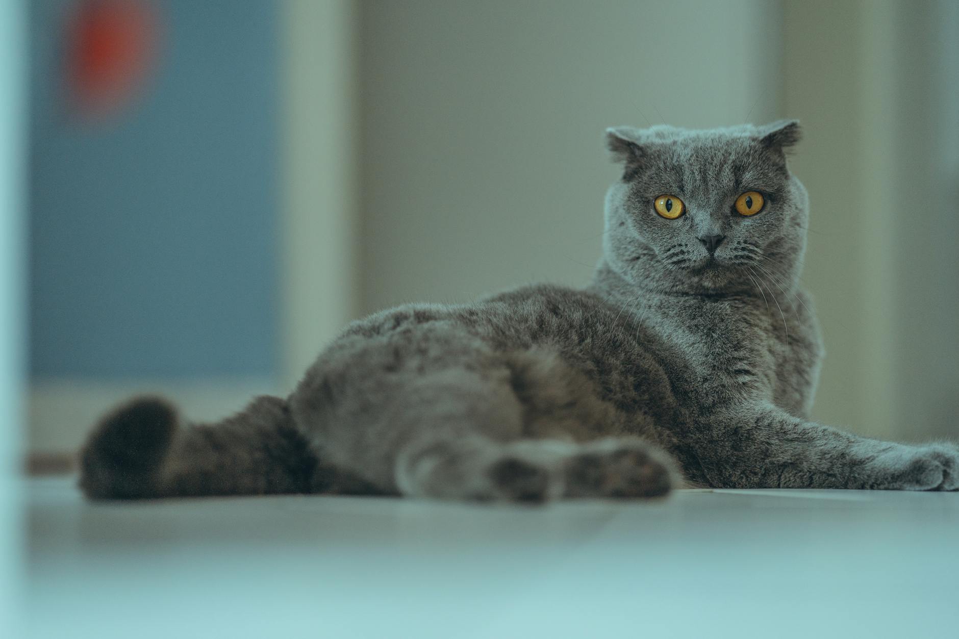 Scottish Fold Cat Breed