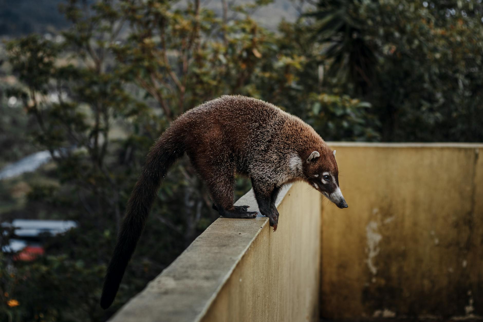 Coati Animal