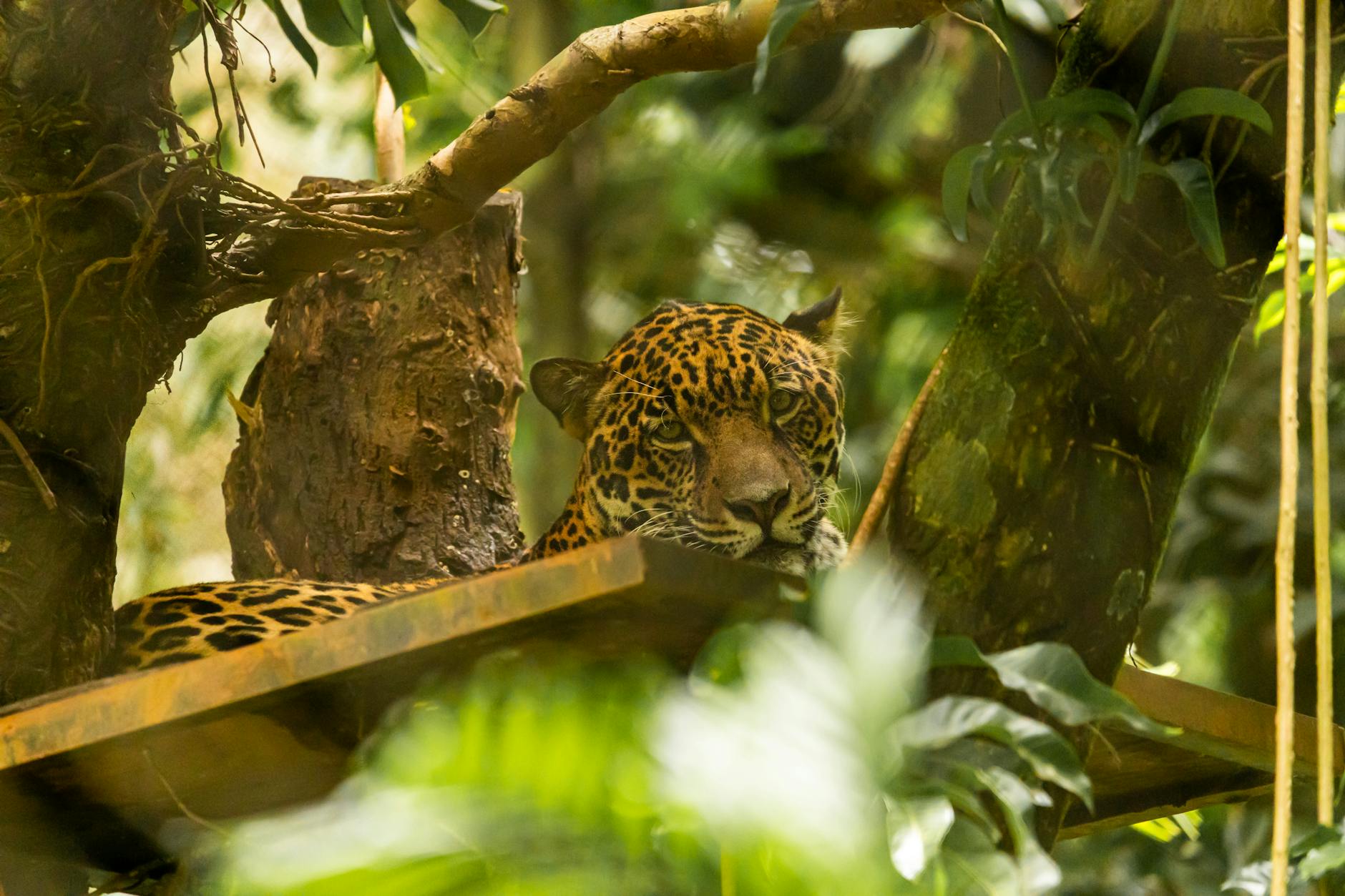 Jaguar Animals