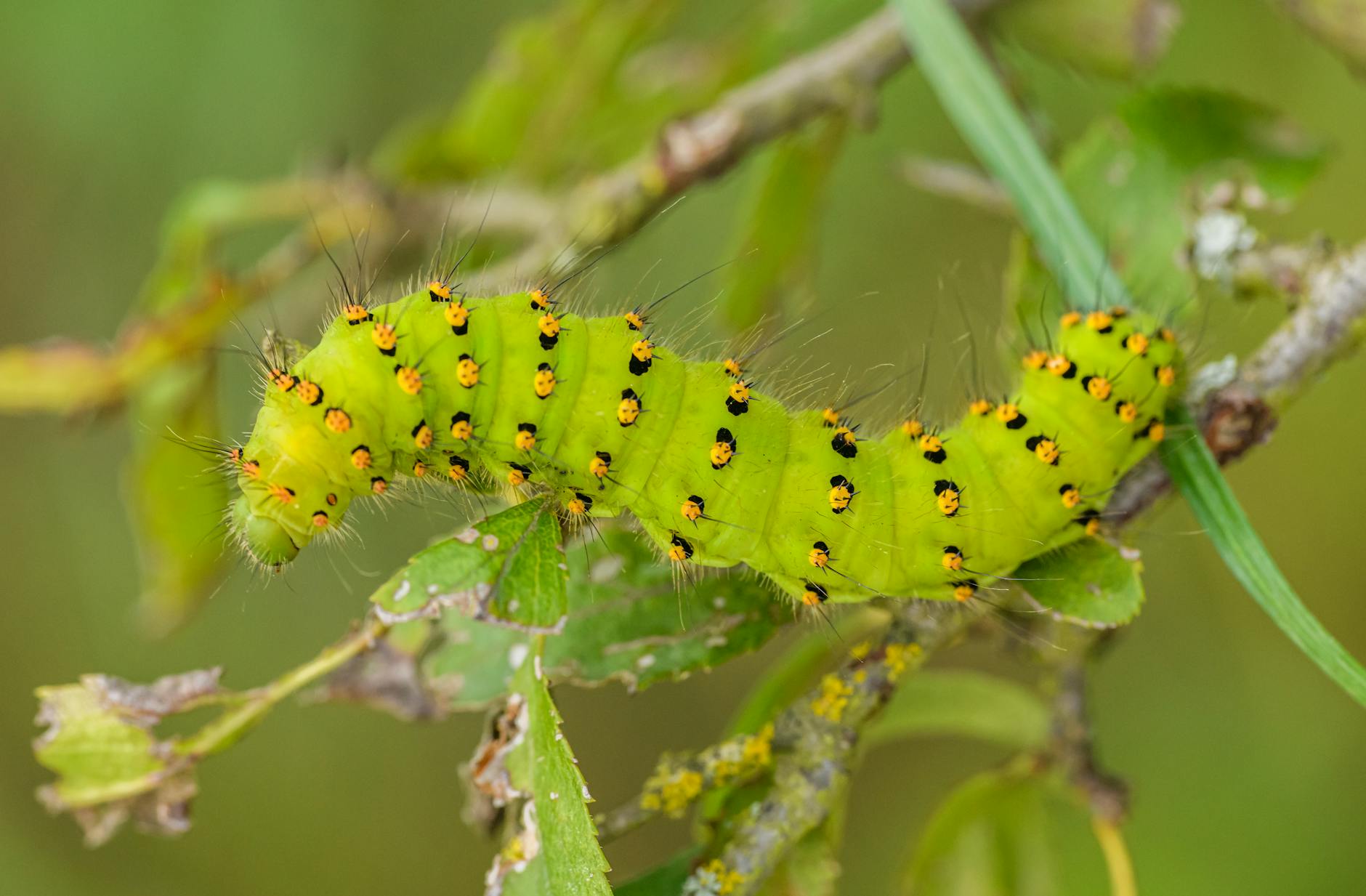 Twig Caterpillar