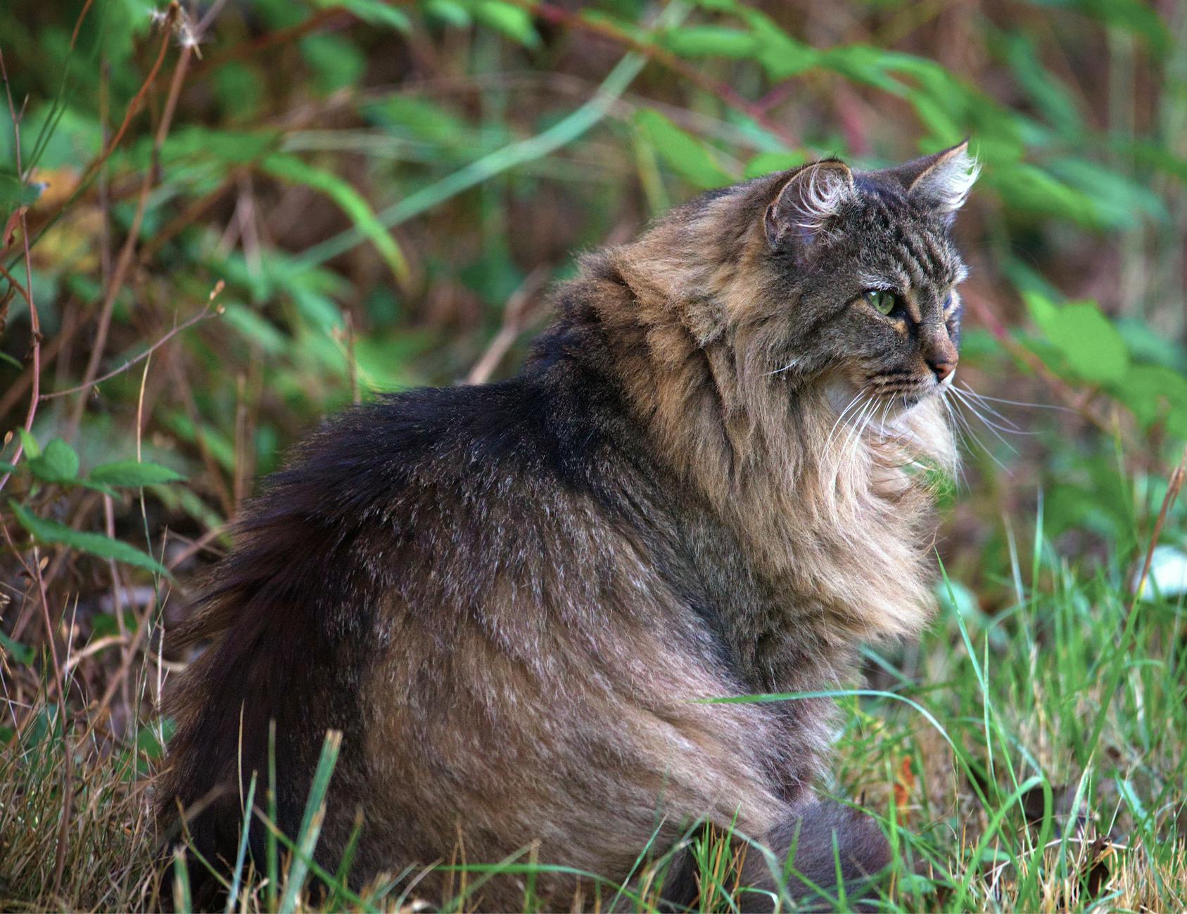 Norwegian Forest Cat Breed
