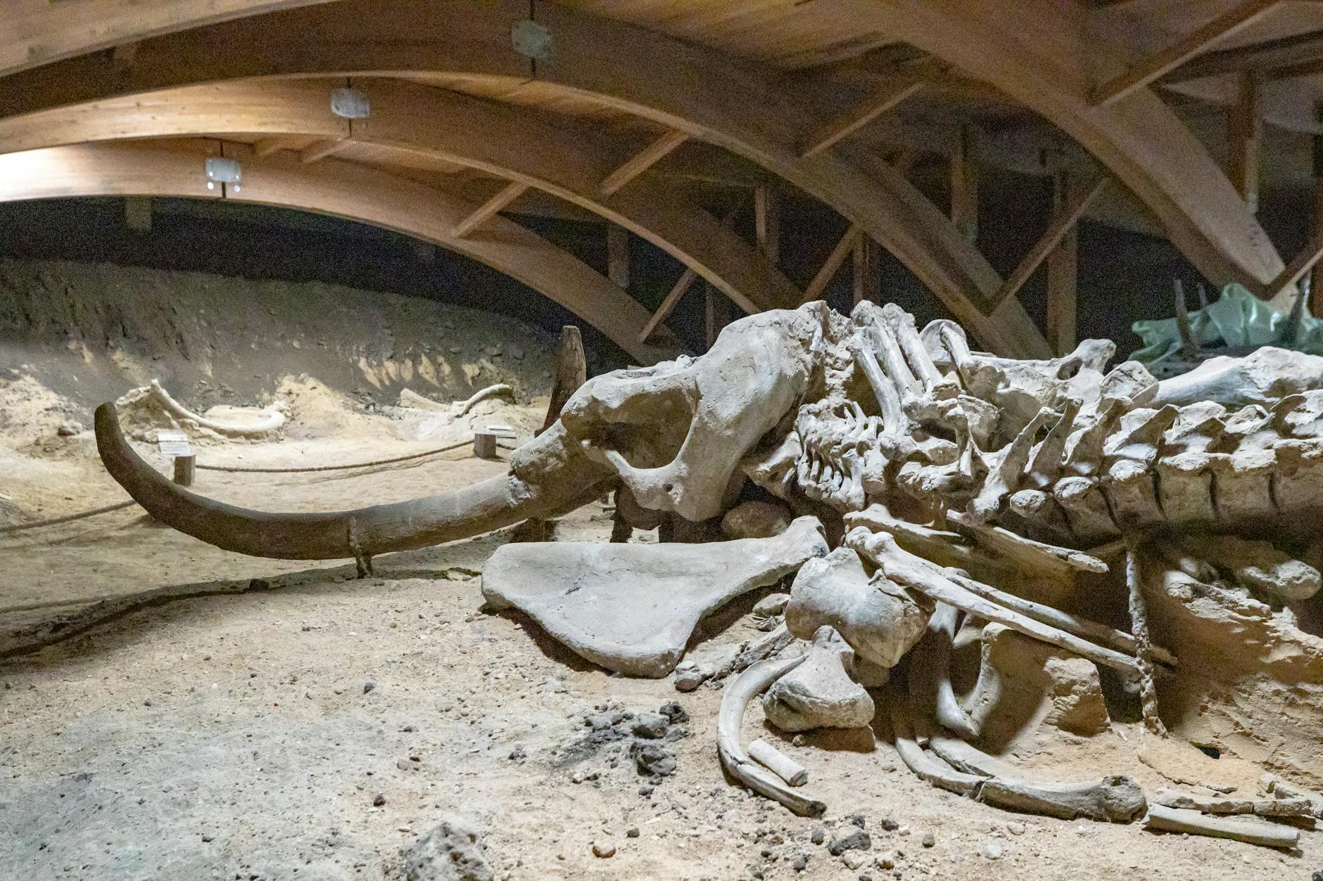 Woolly Mammoth Skeleton