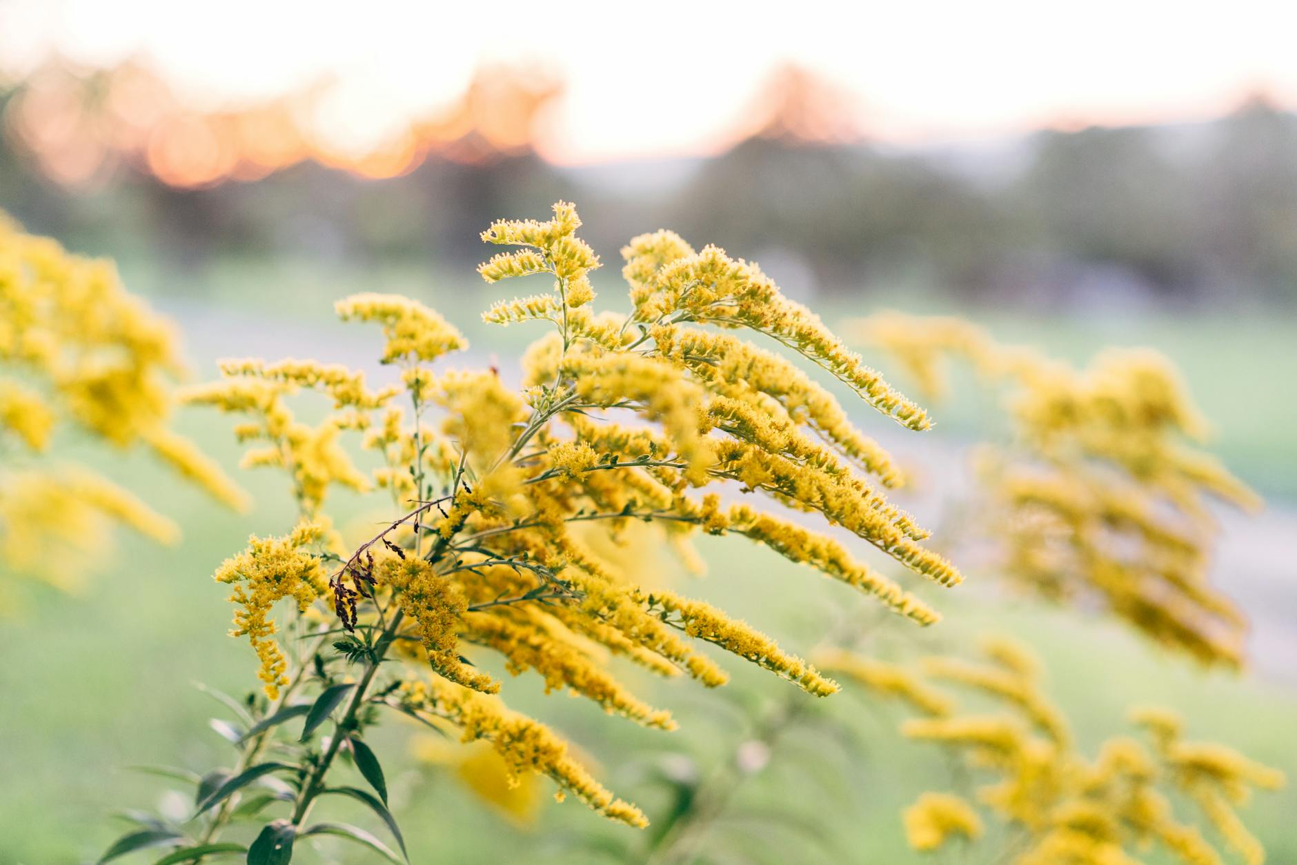 Goldenrod Garden