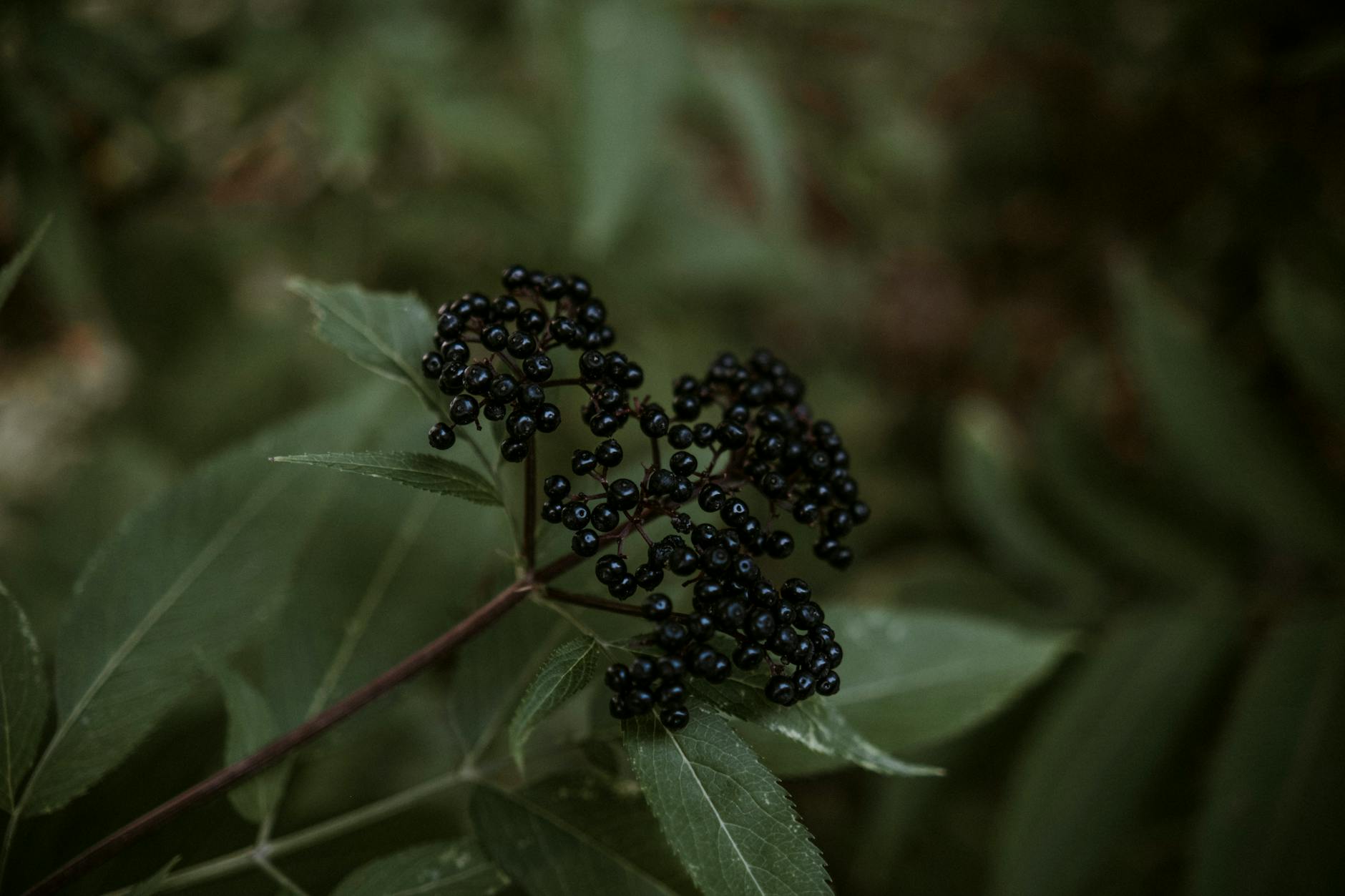 Elderberry Berries