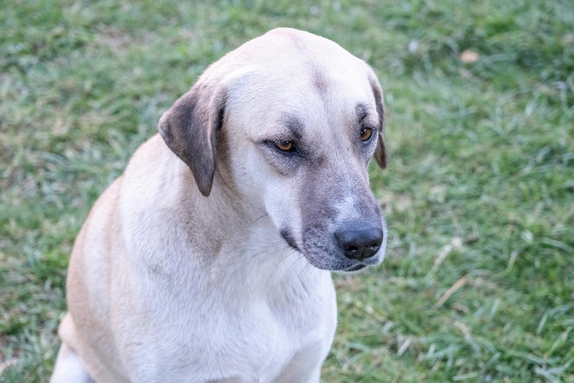 Aggressive Posturing Dog