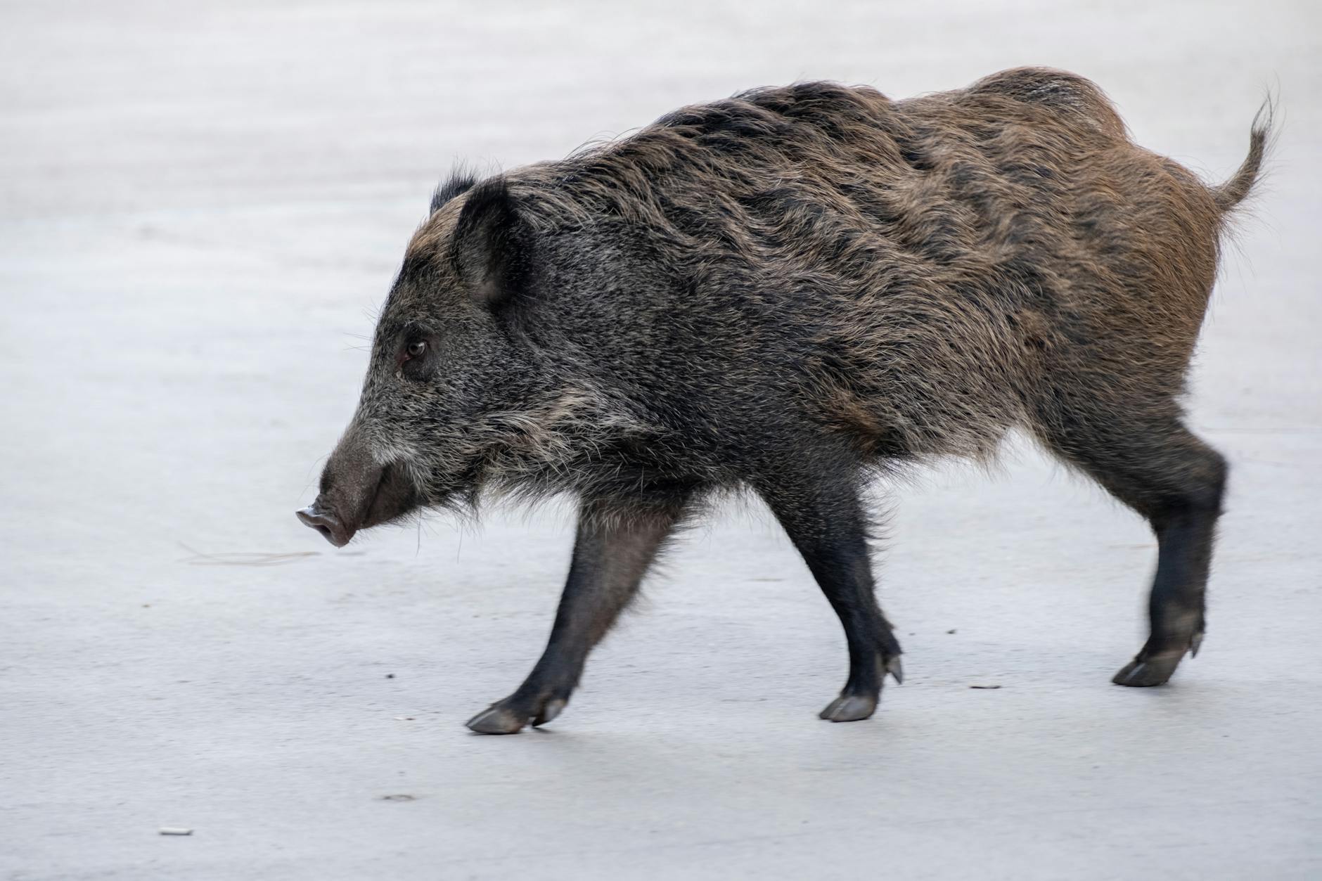 Wild Boar Animals