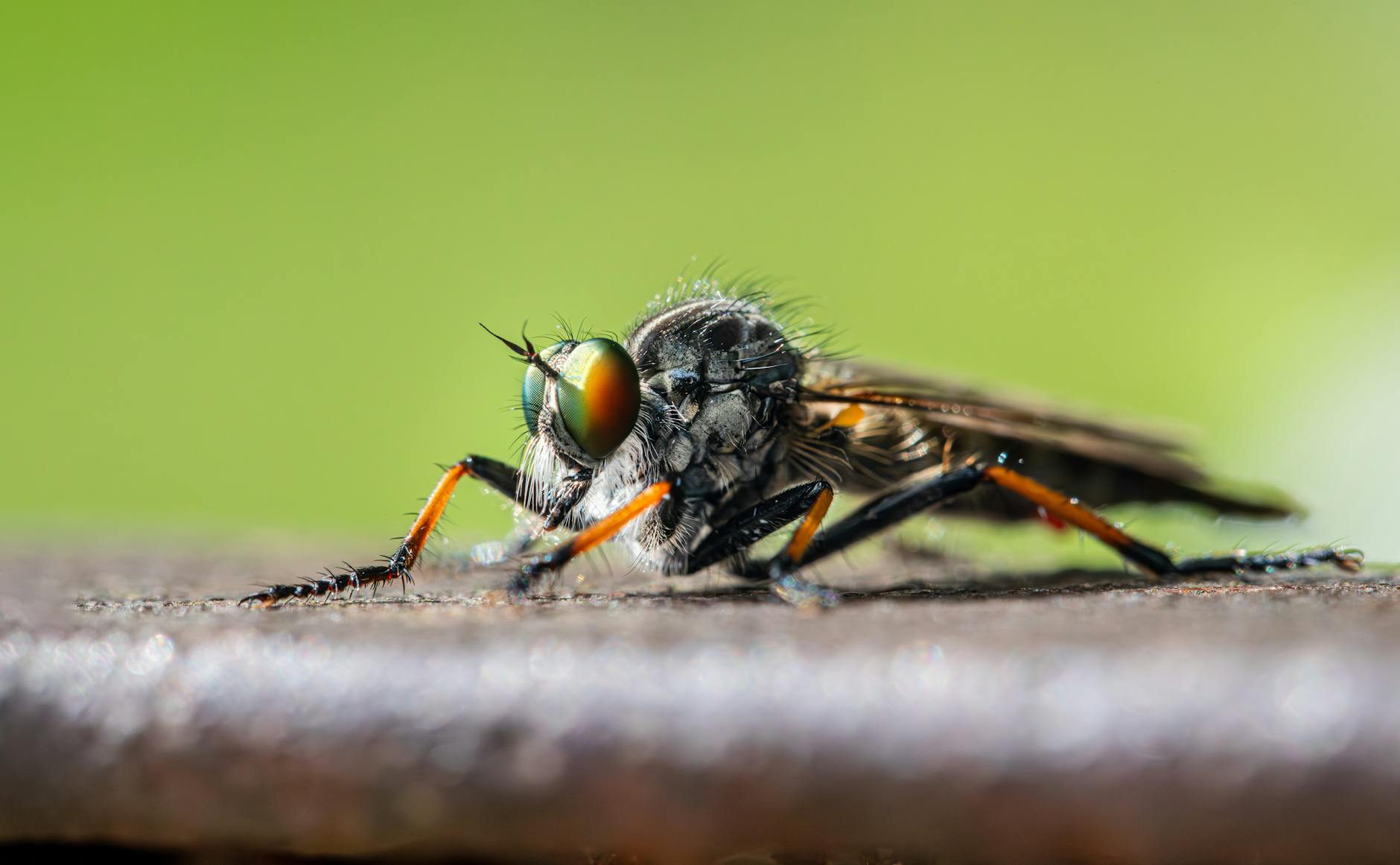 Robber Fly Pest