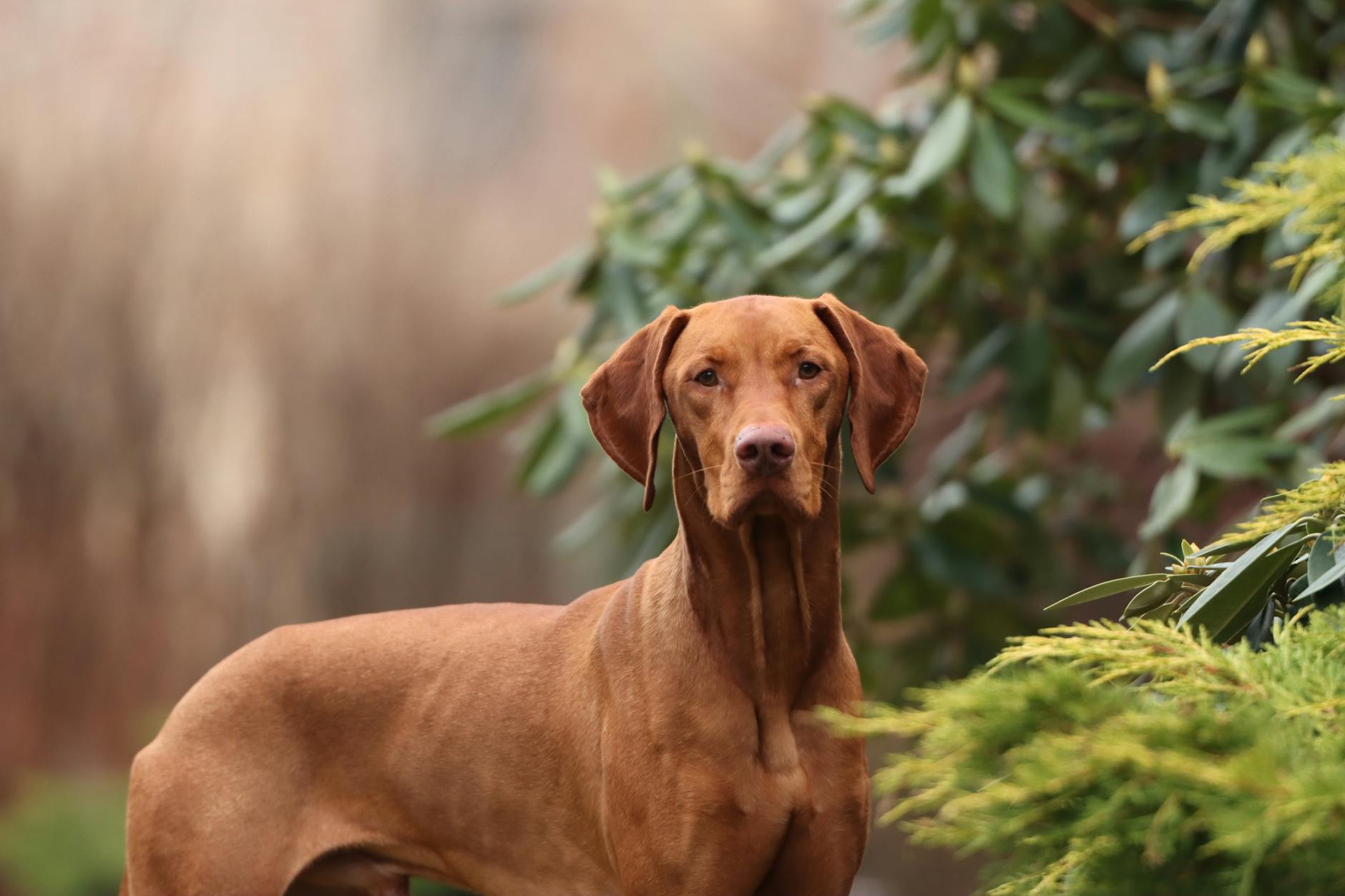 Vizsla Dog Breed