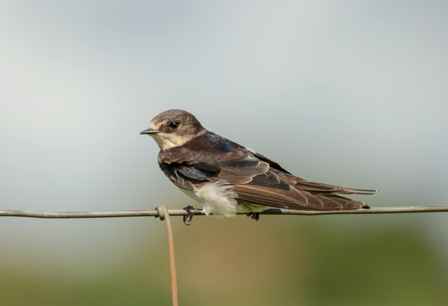 Purple Martin Bird