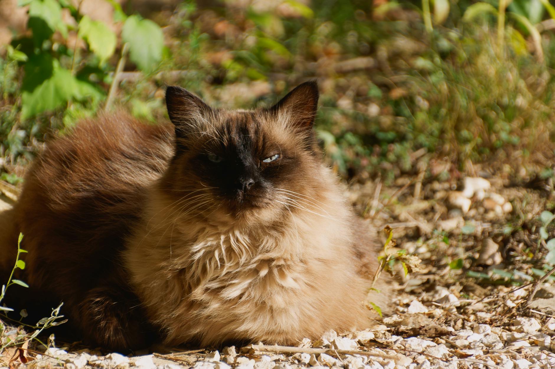 Balinese Cat Breed