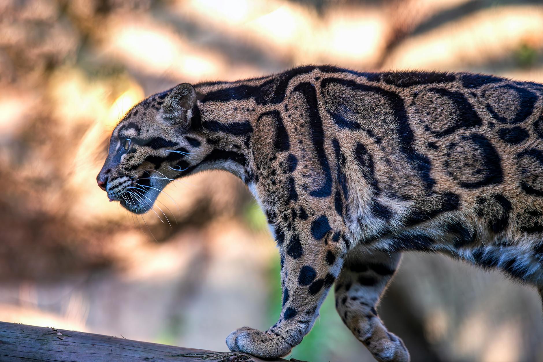 Clouded Leopard Animals