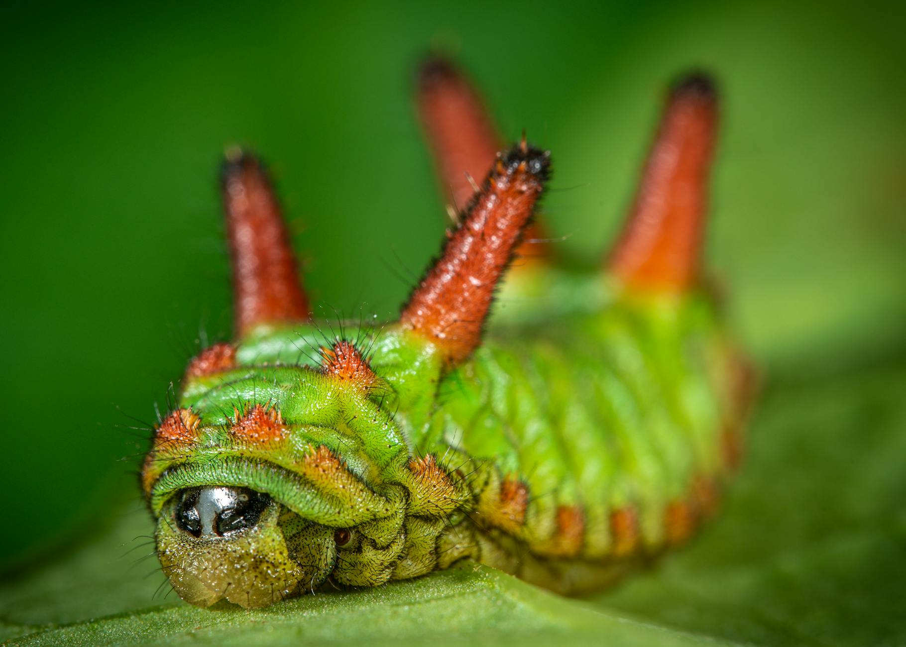 Saddleback Caterpillar Animal