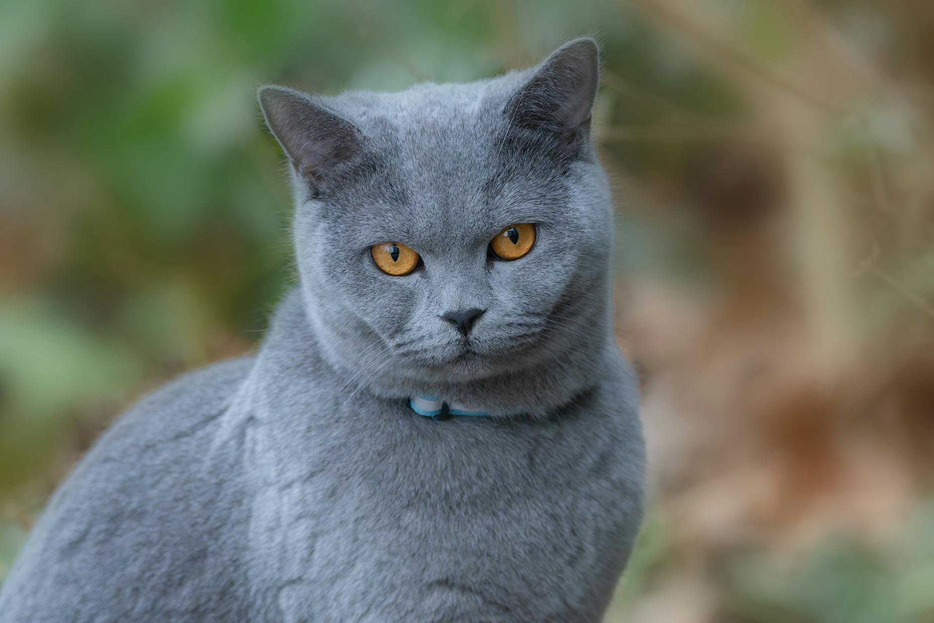 British Shorthair Cat Breed