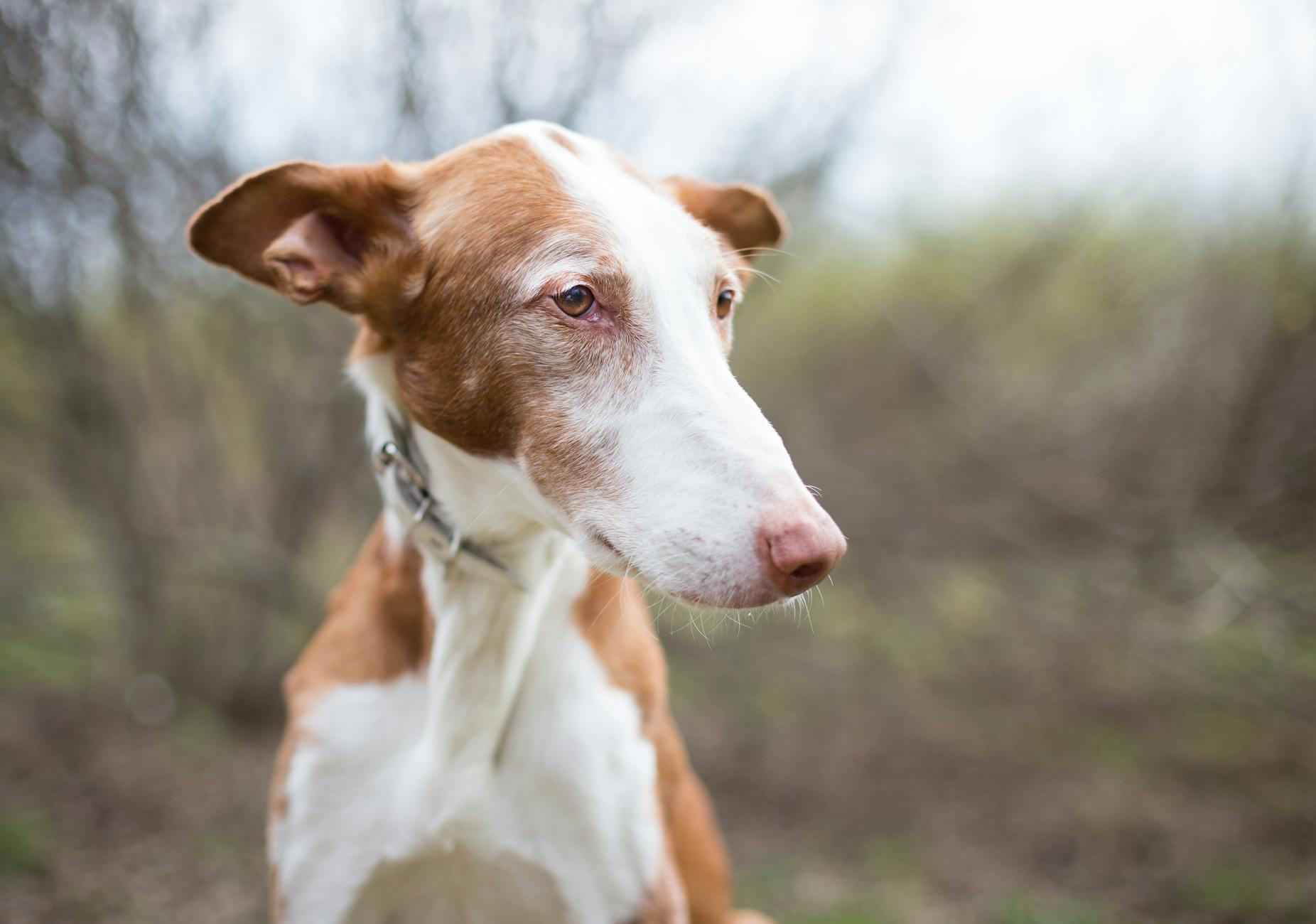 Ibizan Hound Dog Breed