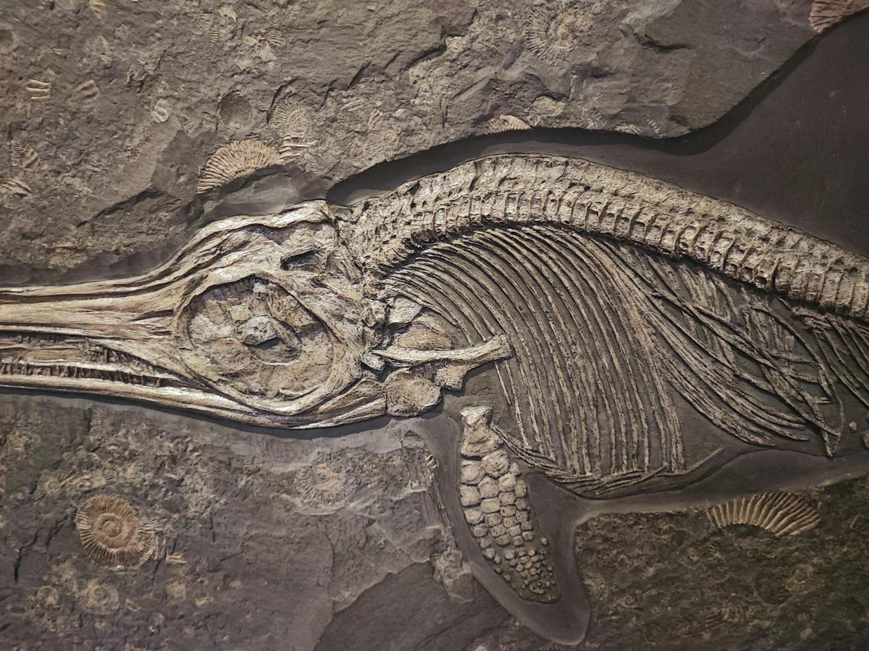 Fossil Preservation Guidelines