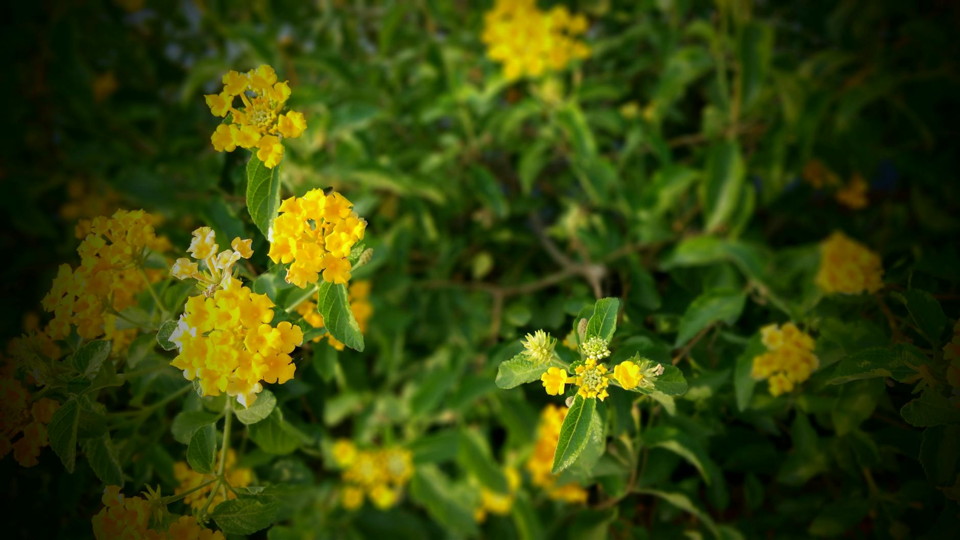 Lantana Plant