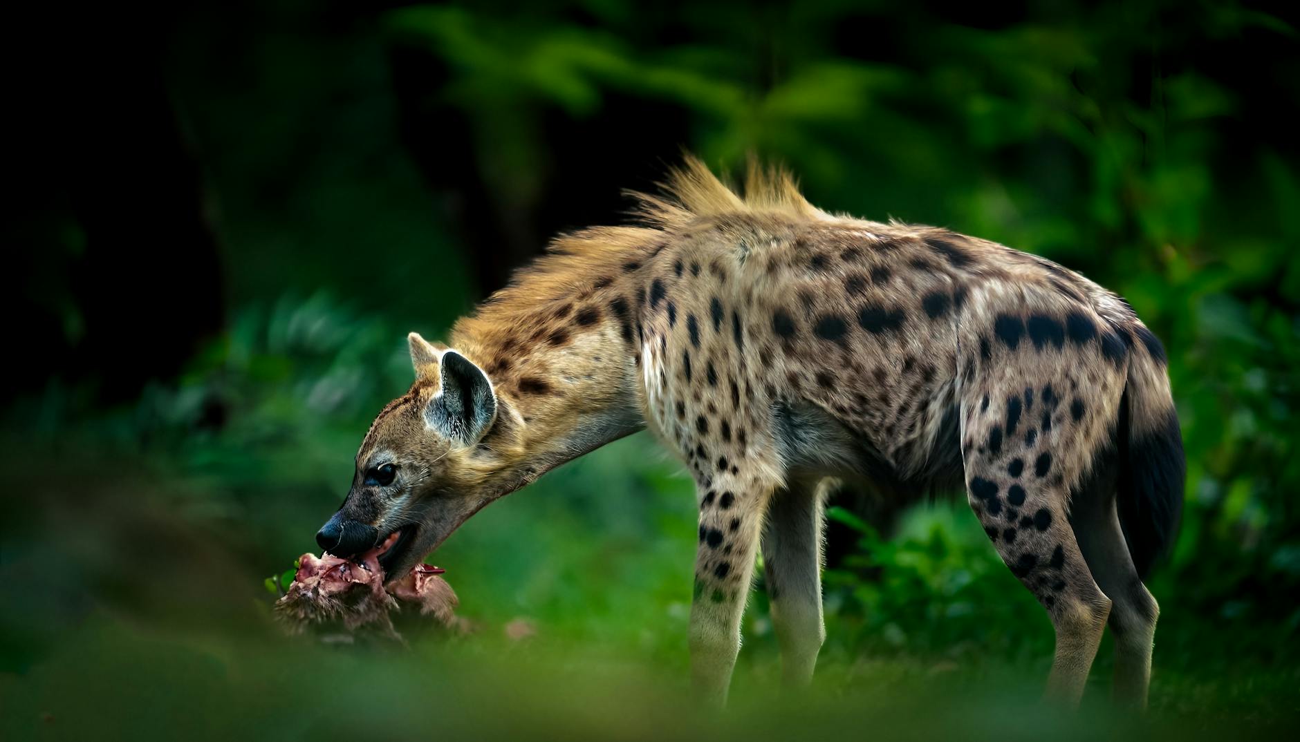 Wildlife Feeding National Park