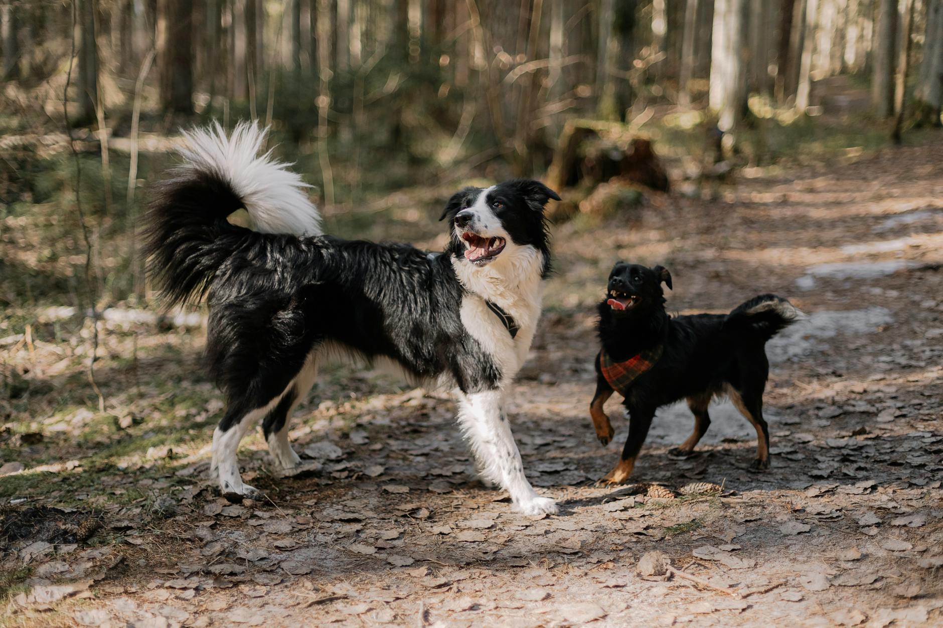 Barking Dog Outdoors