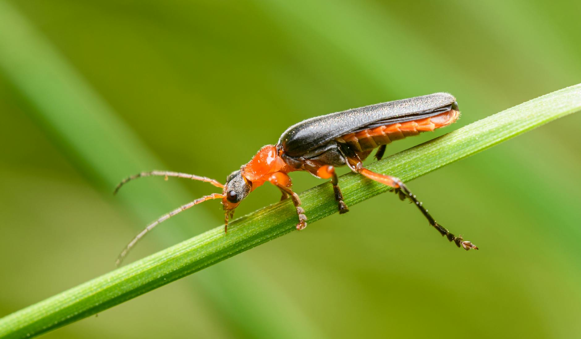 Soldier Beetle Pest