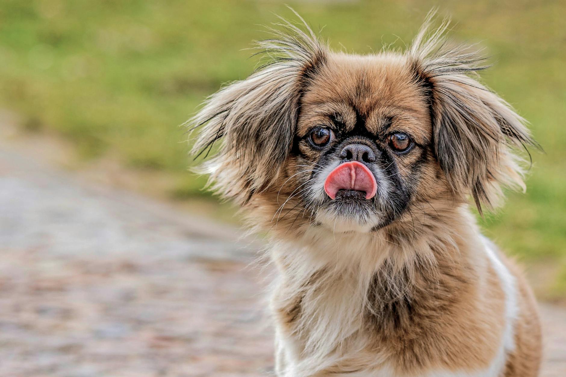 Tibetan Spaniel Dog Breed